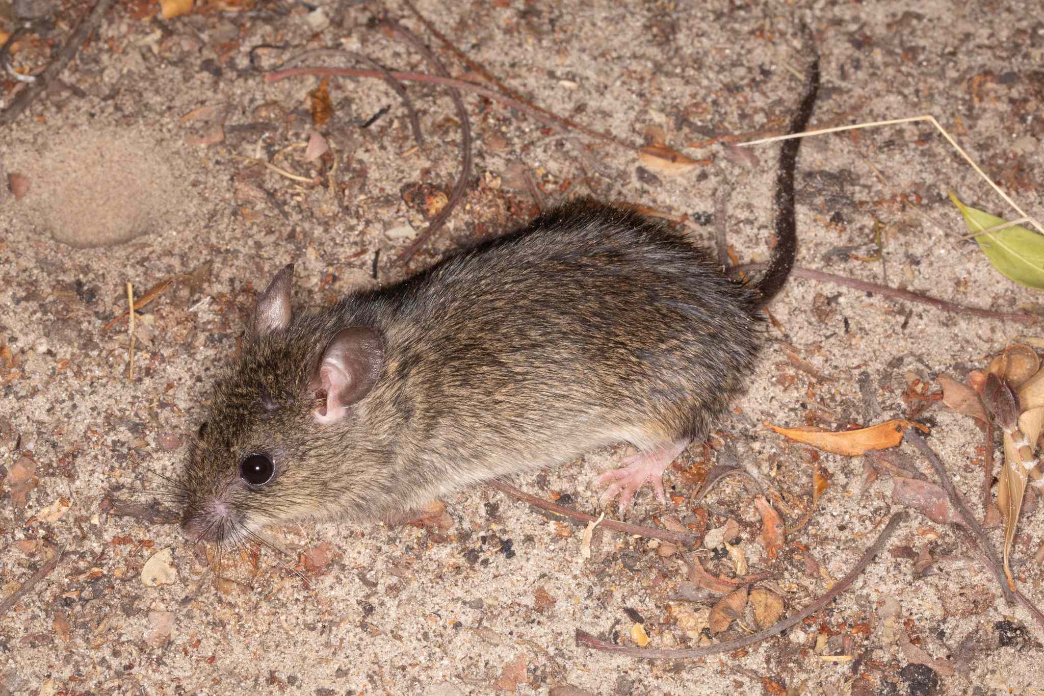 Mastomys natalensis