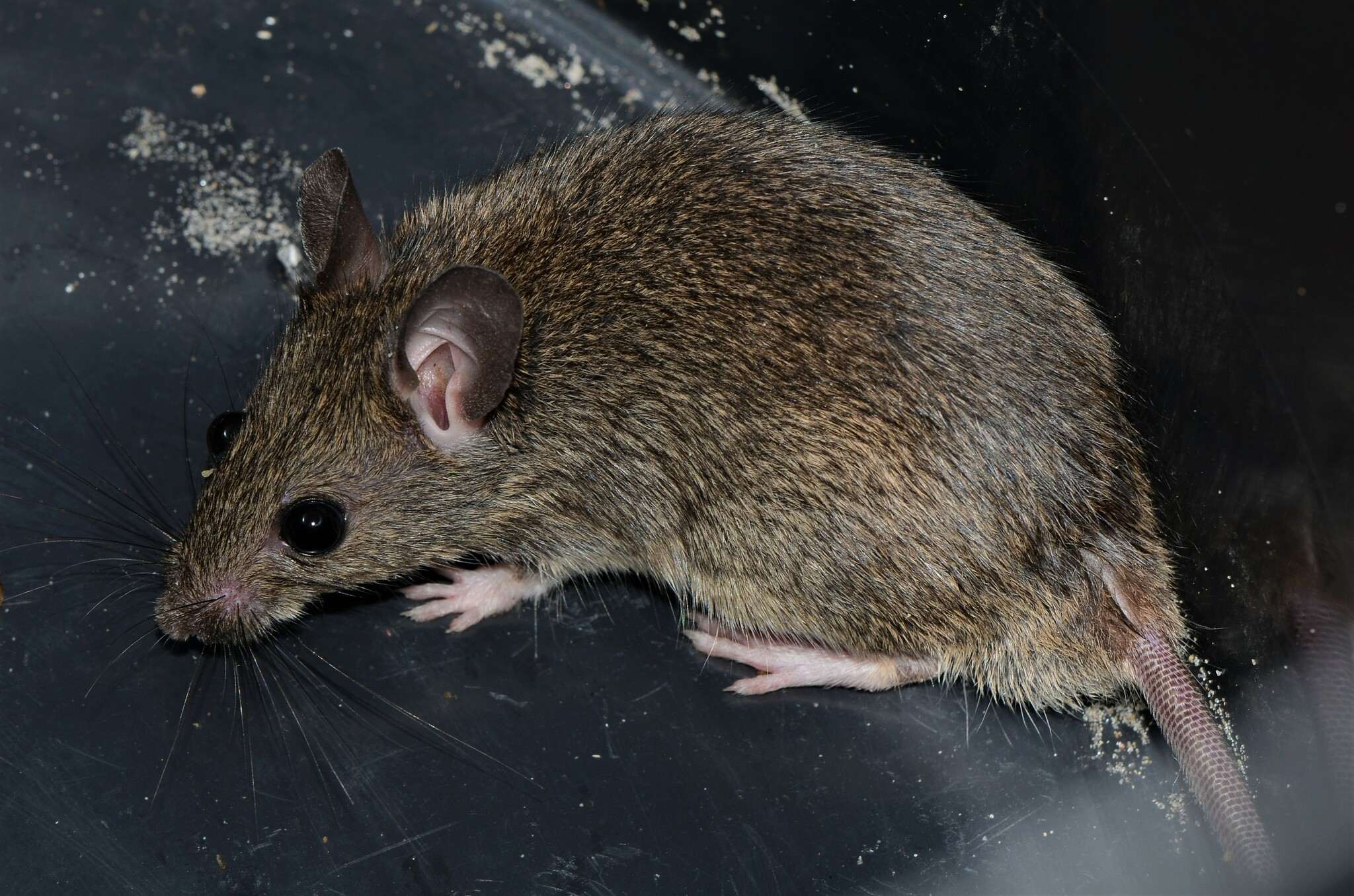 Mastomys natalensis