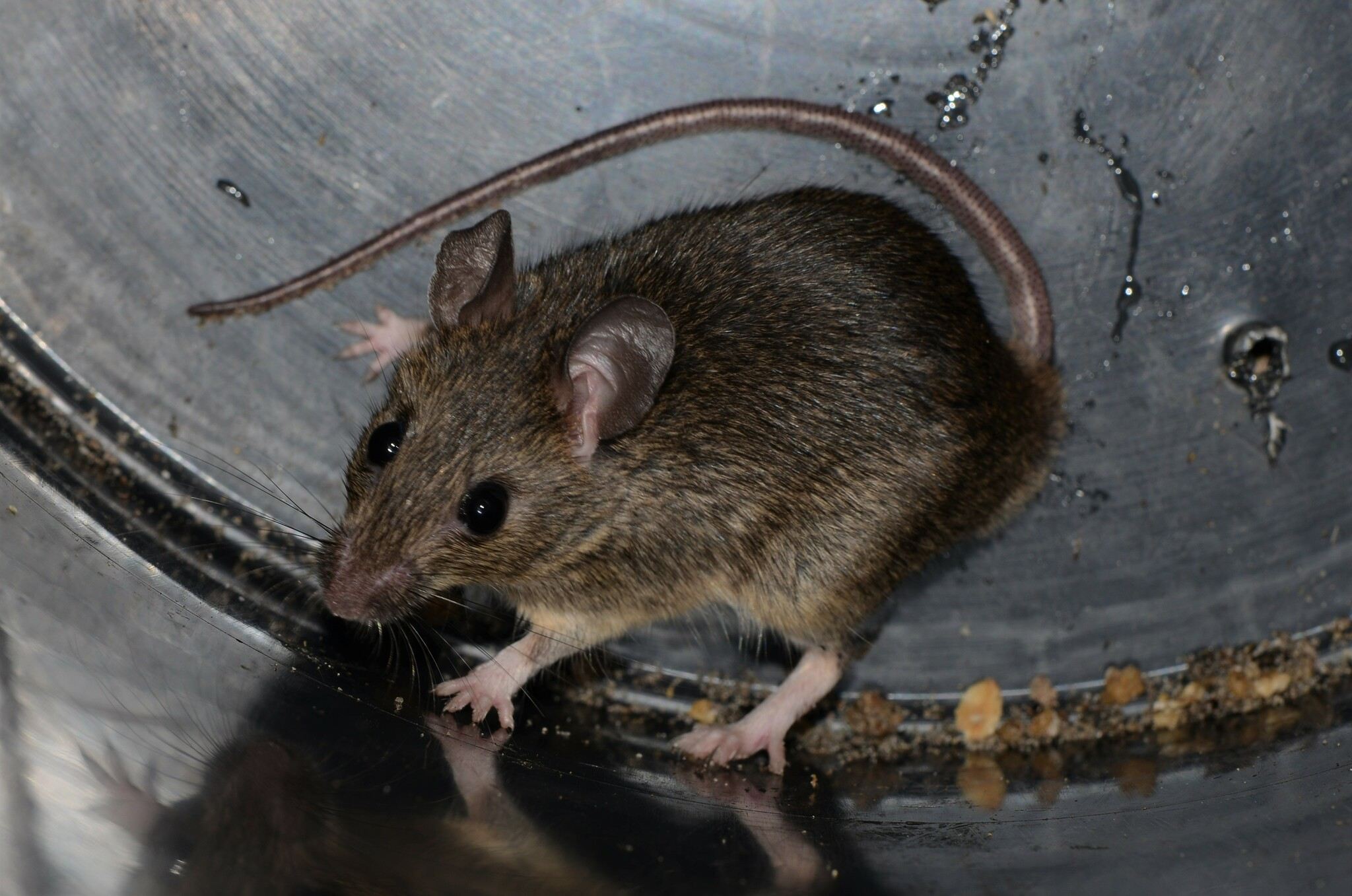 Mastomys natalensis