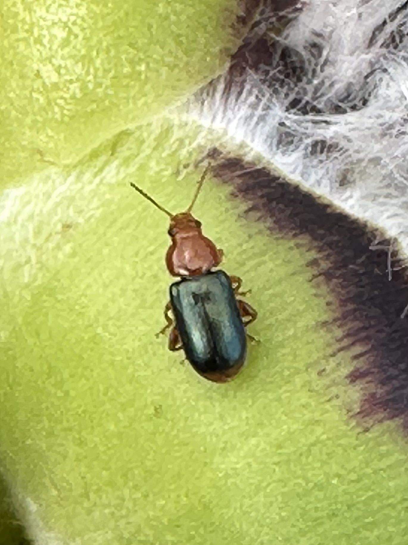 Chirodica