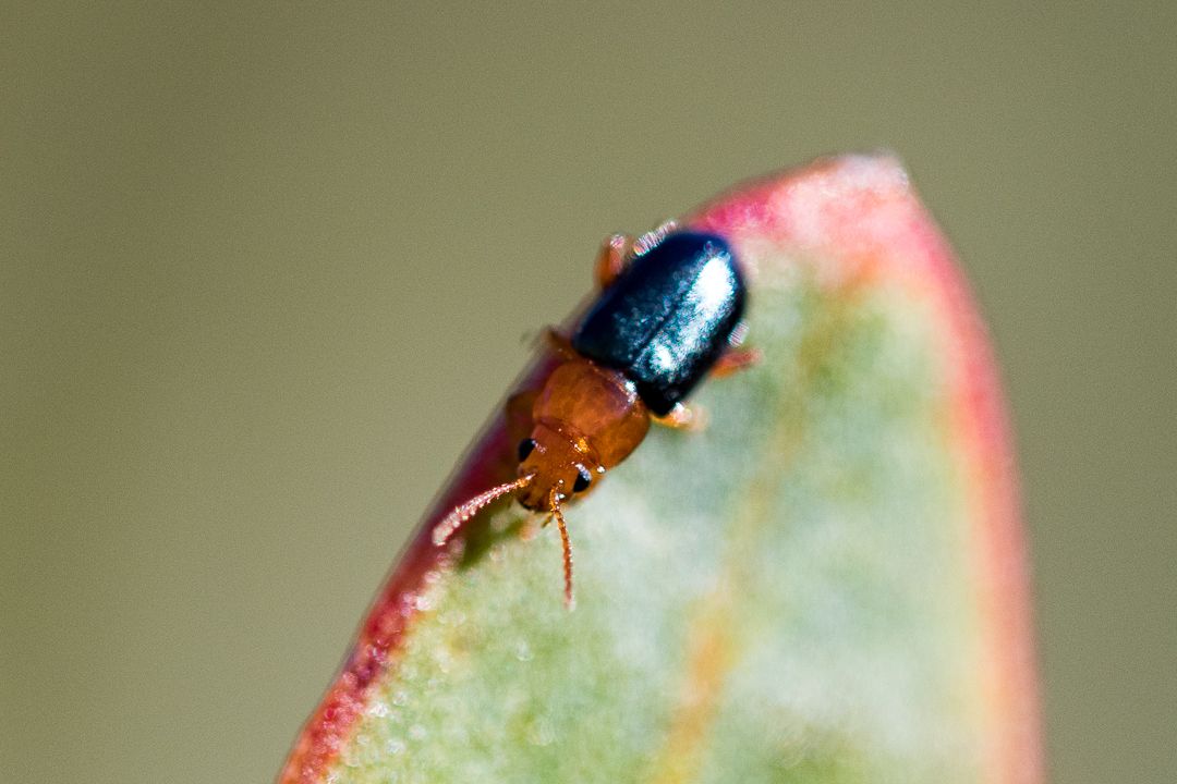 Chirodica