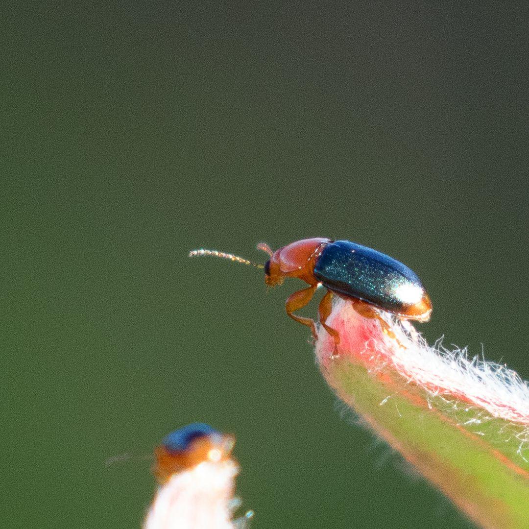 Chirodica