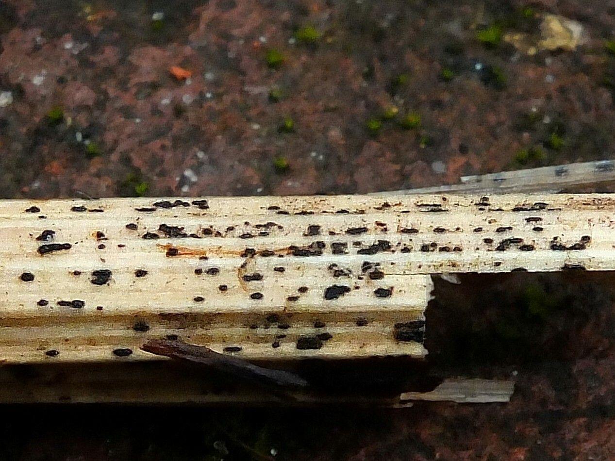 Colletotrichum dematium