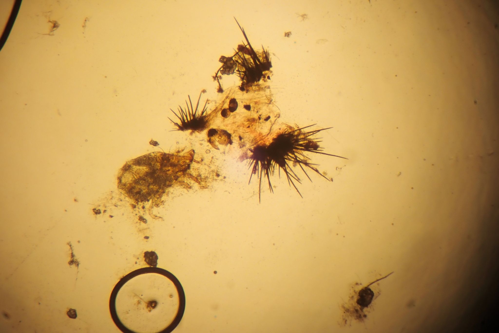 Colletotrichum dematium