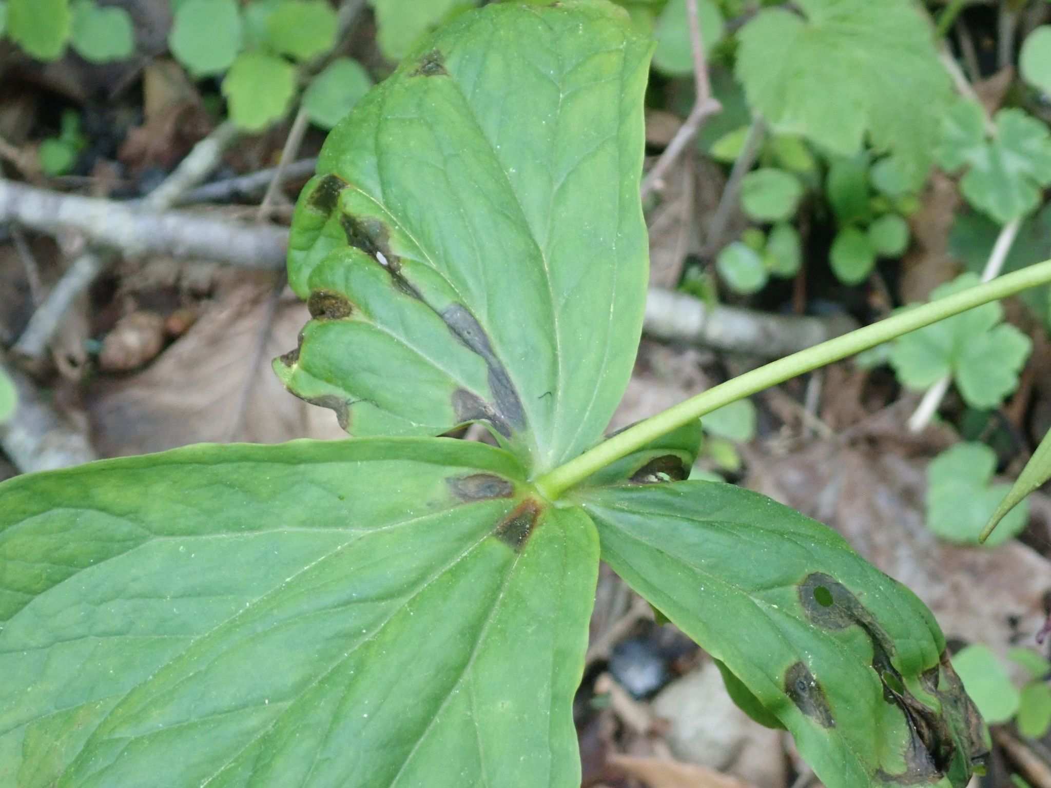 Colletotrichum dematium