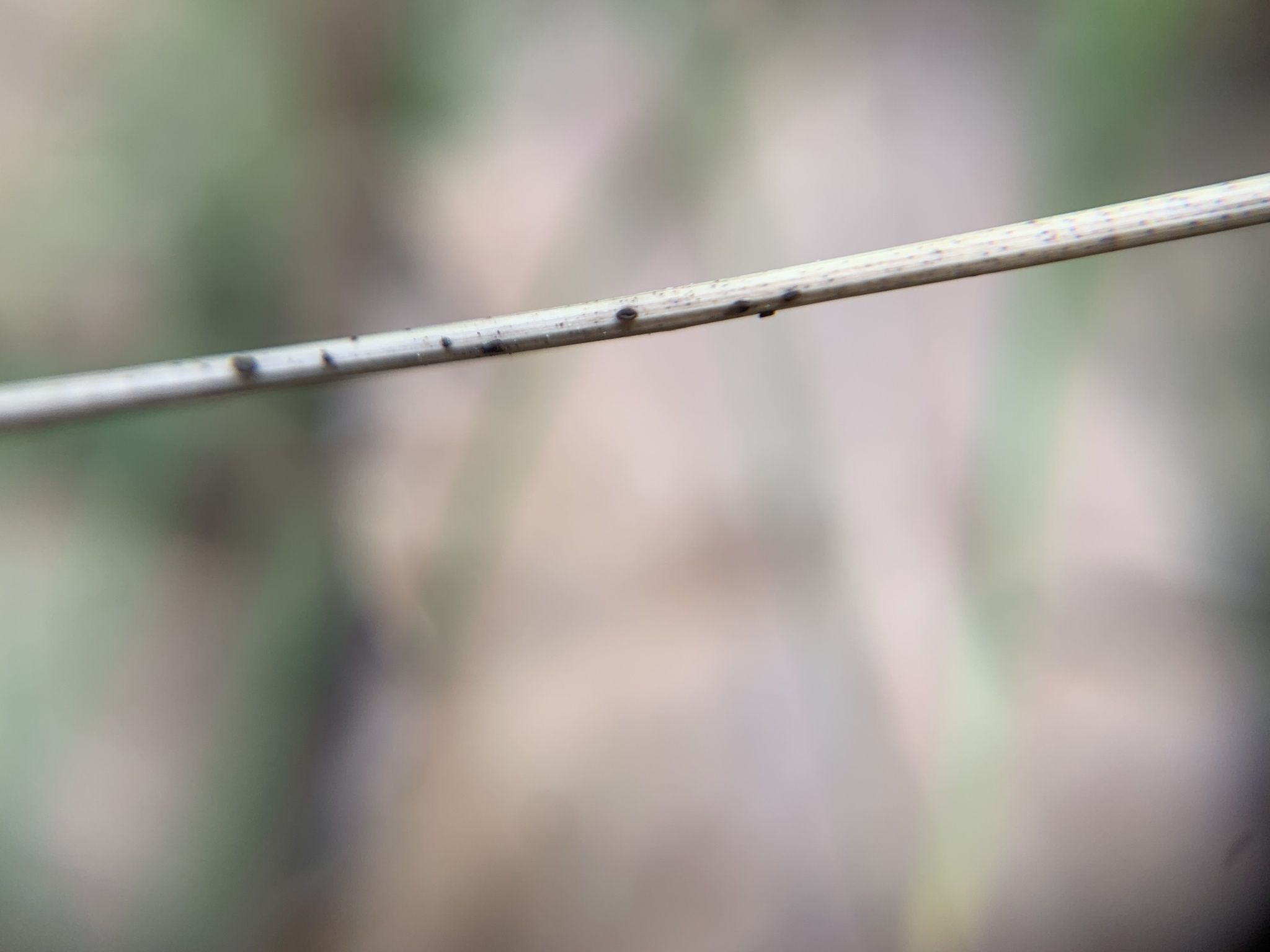 Colletotrichum dematium