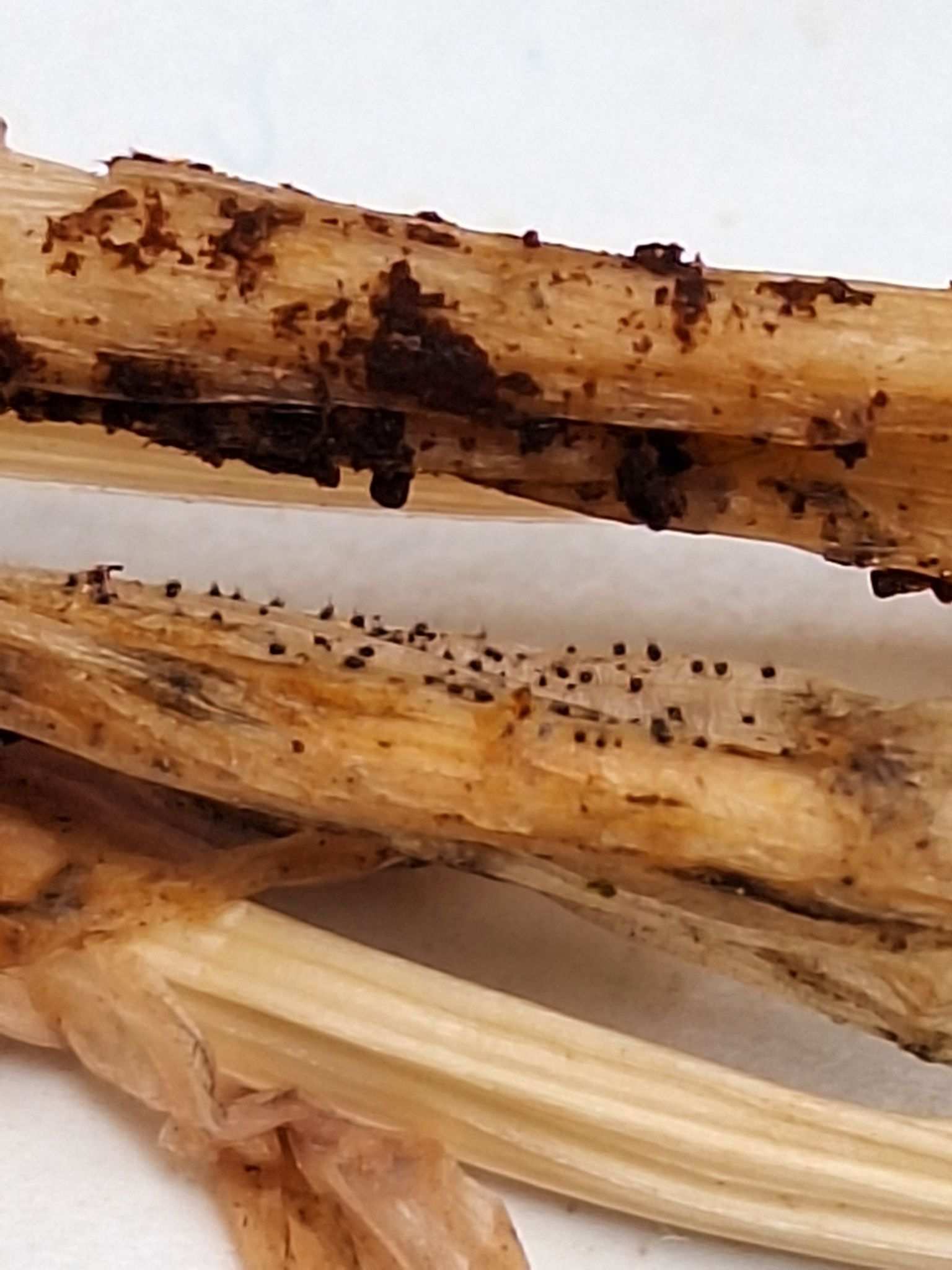 Colletotrichum dematium