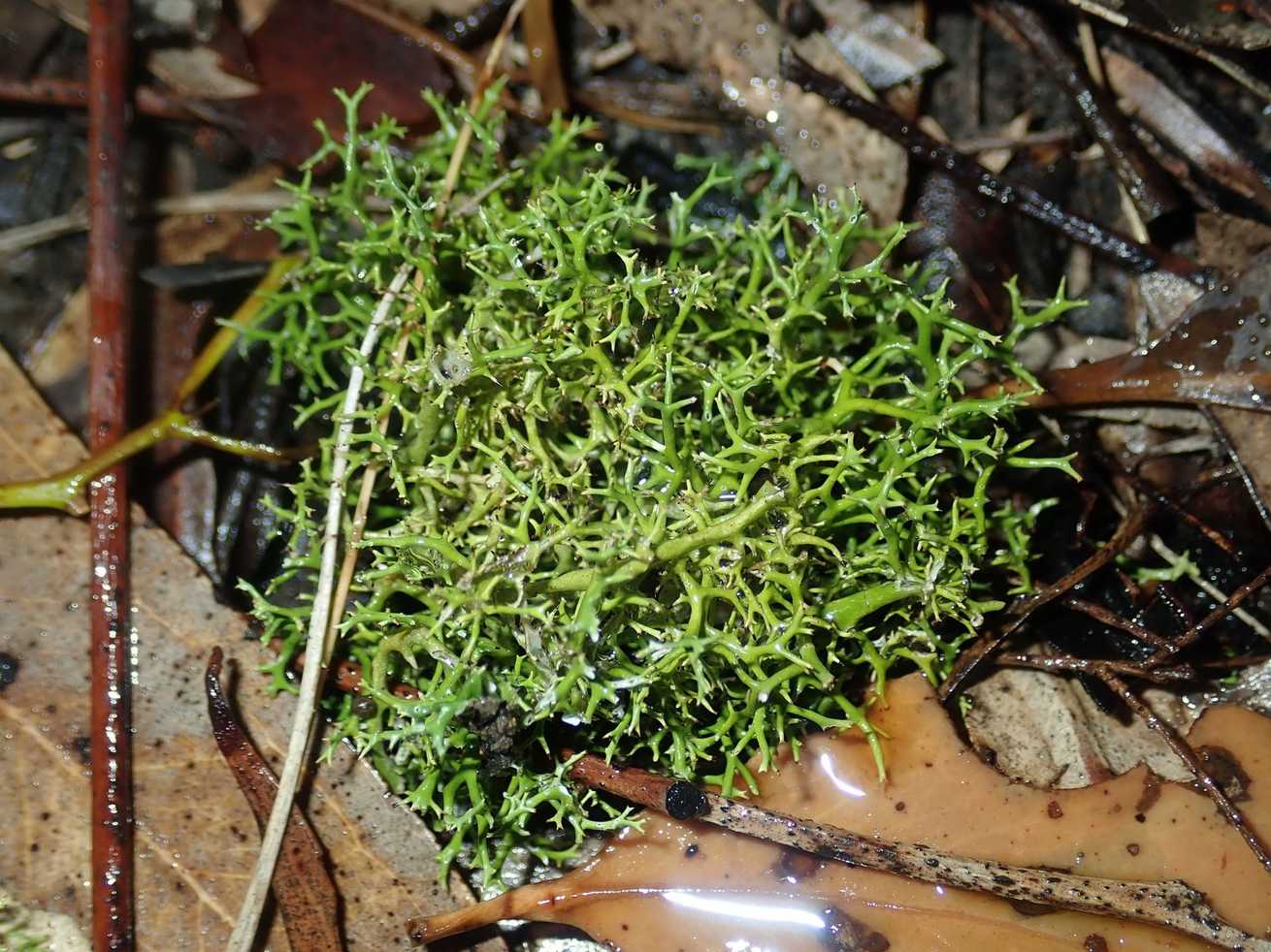 Diatrypa