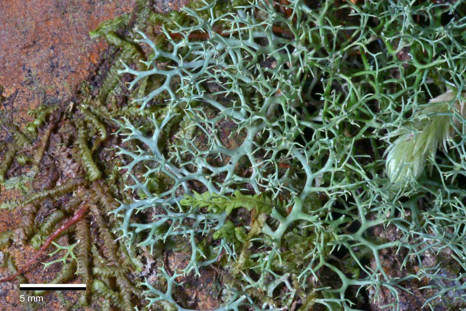Diatrypa