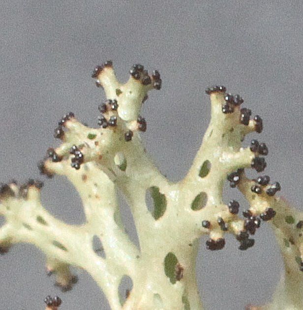 Diatrypa