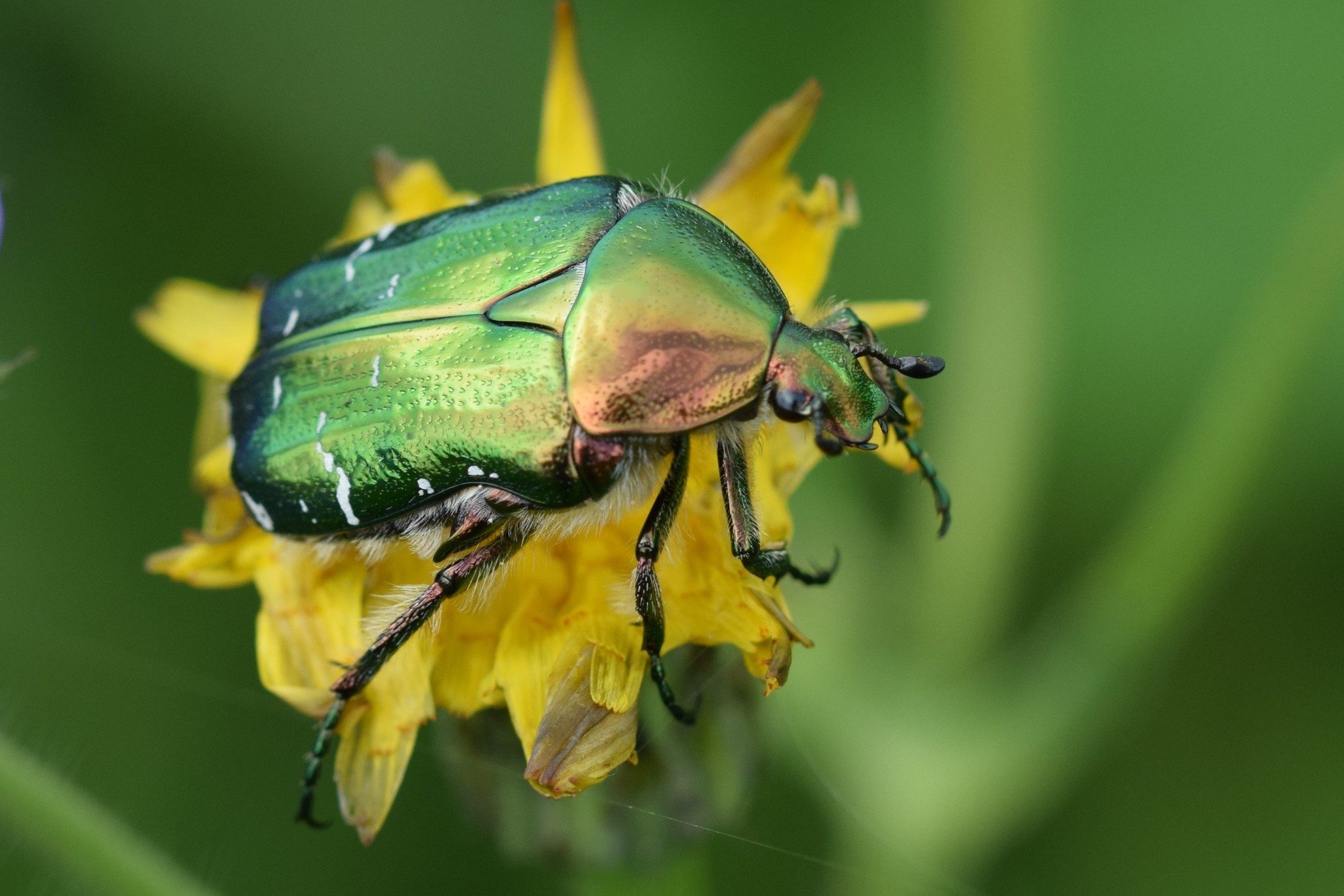 Cetonia aurata