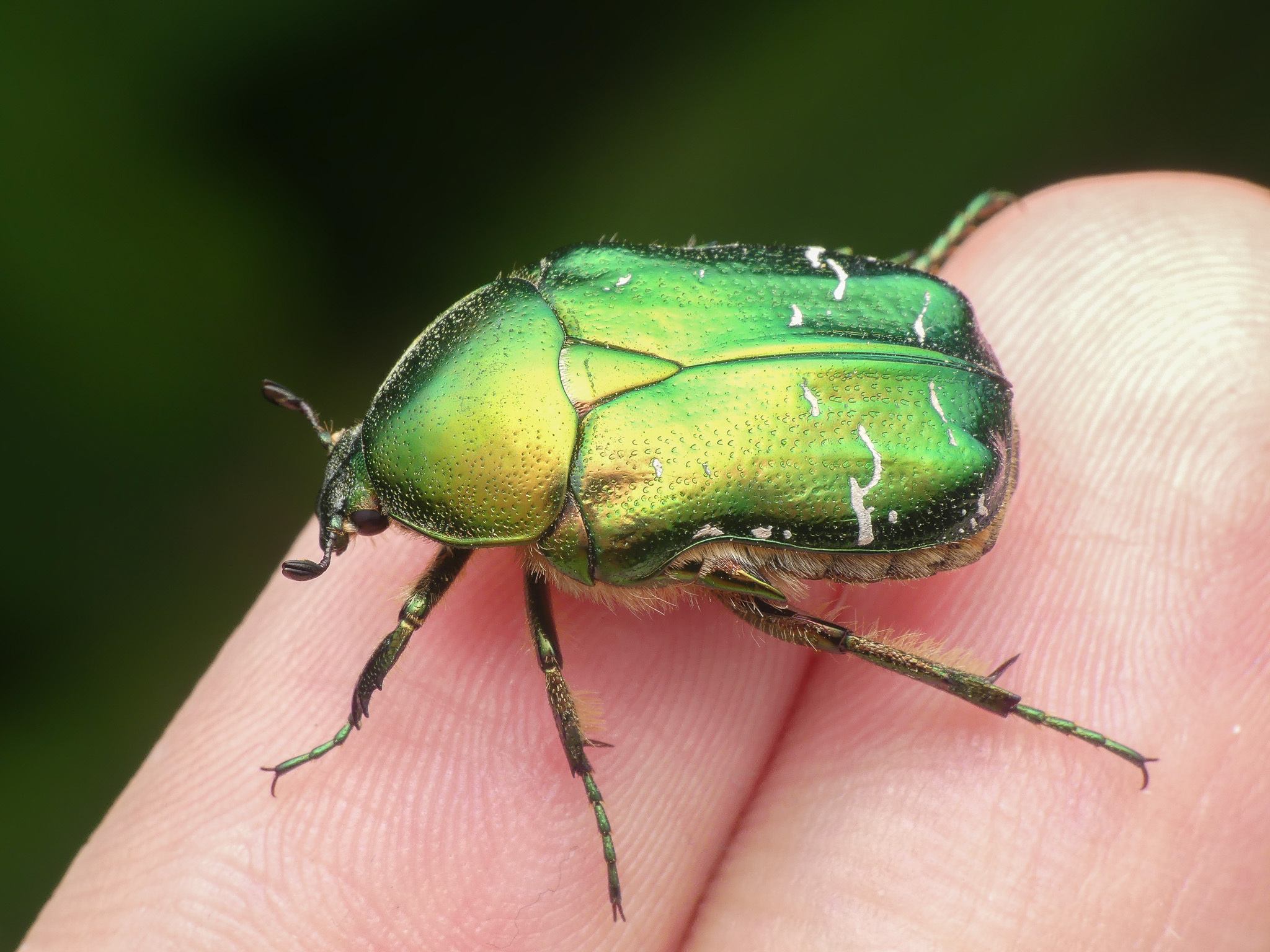 Cetonia aurata