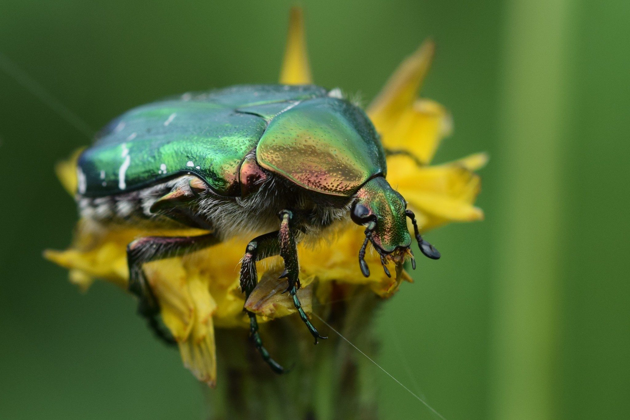 Cetonia aurata