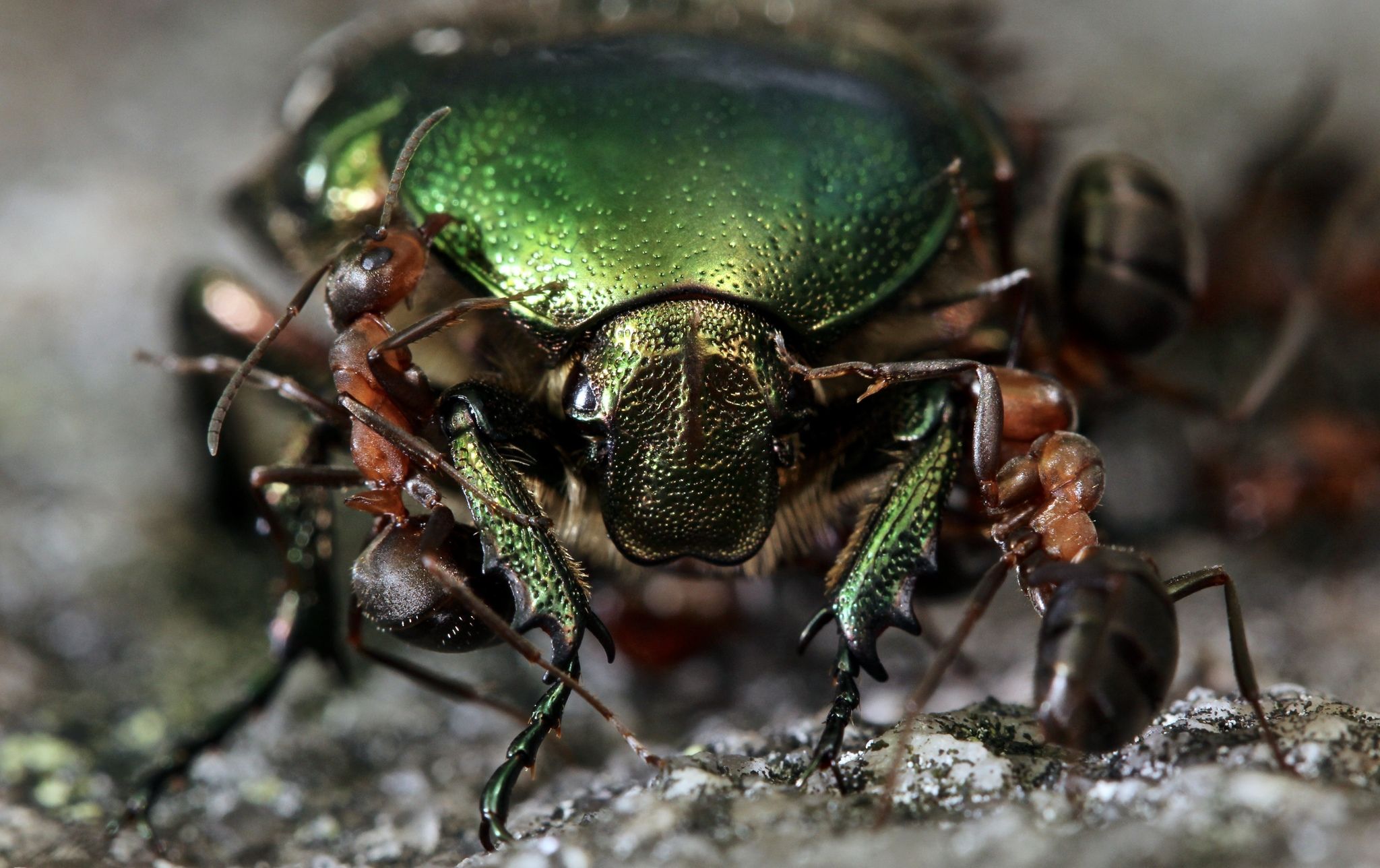 Cetonia aurata