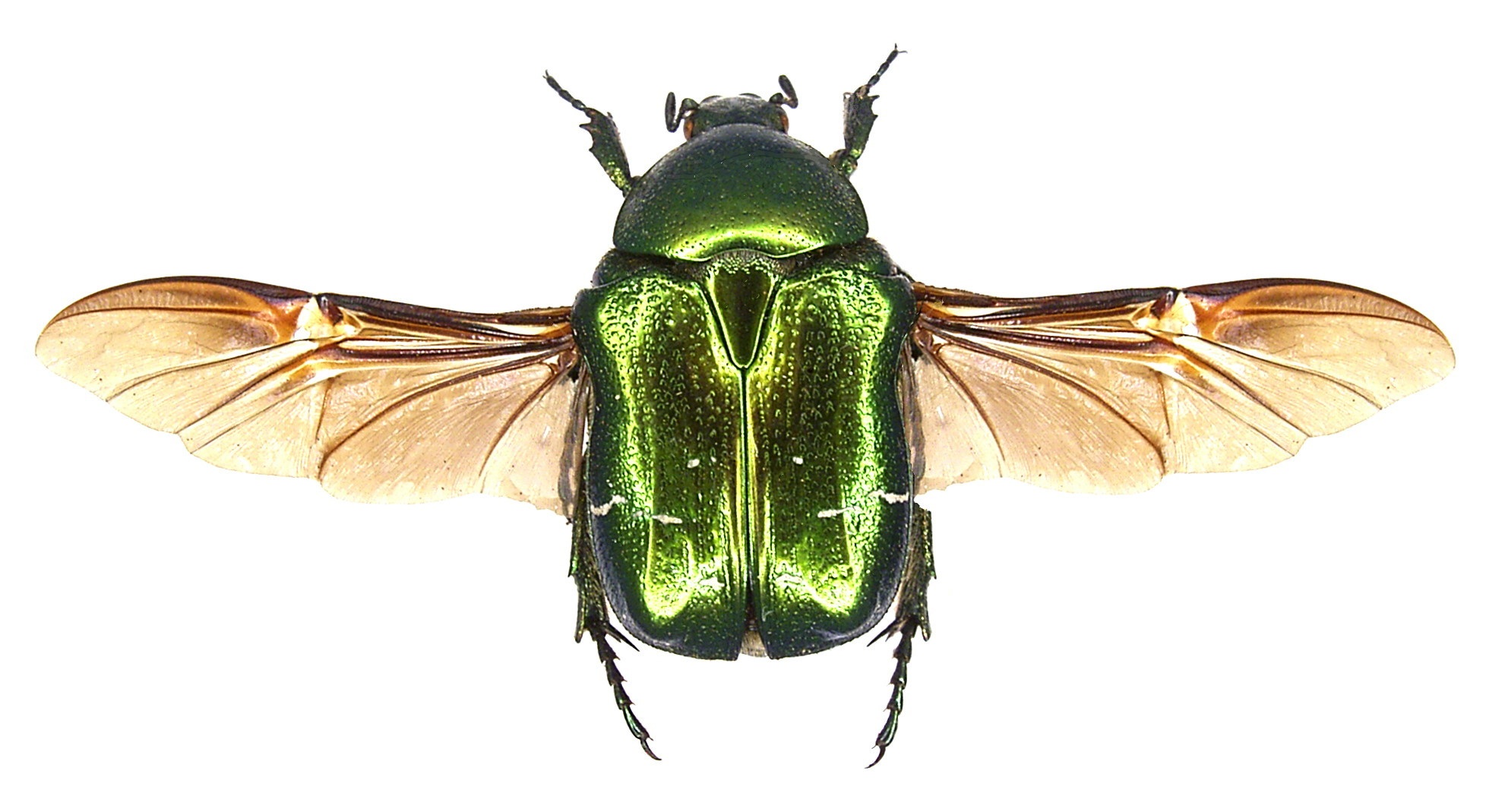 Cetonia aurata