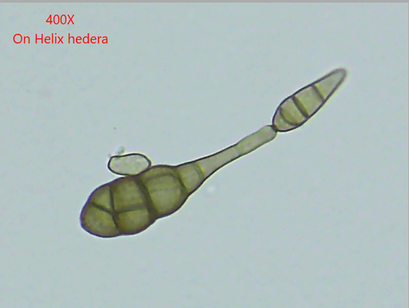 Alternaria tenuissima