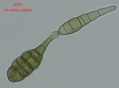 Alternaria tenuissima