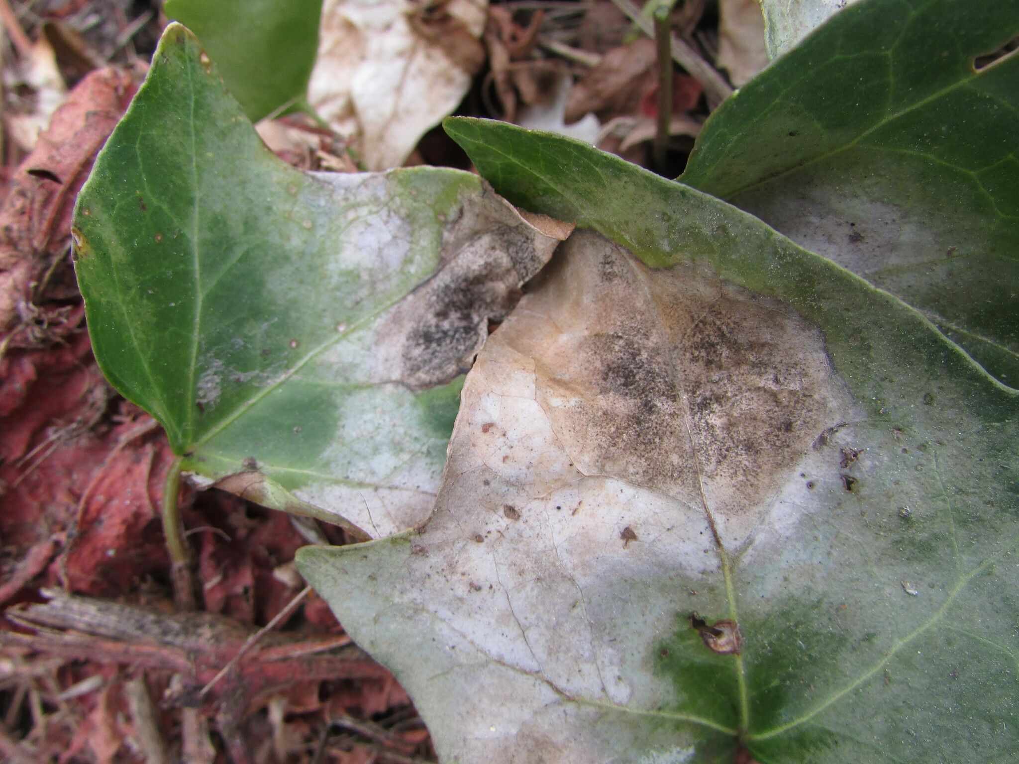 Alternaria tenuissima
