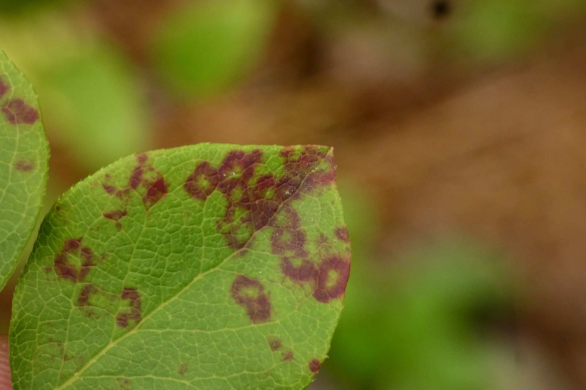 Blueberry red ringspot virus