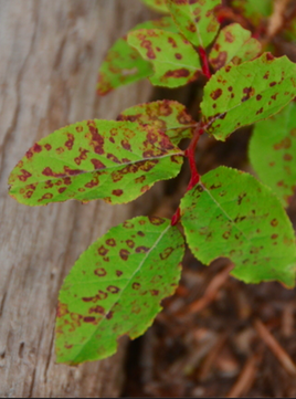 Blueberry red ringspot virus