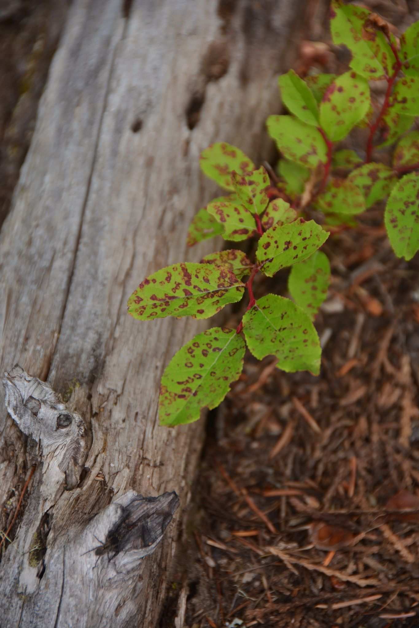 Blueberry red ringspot virus
