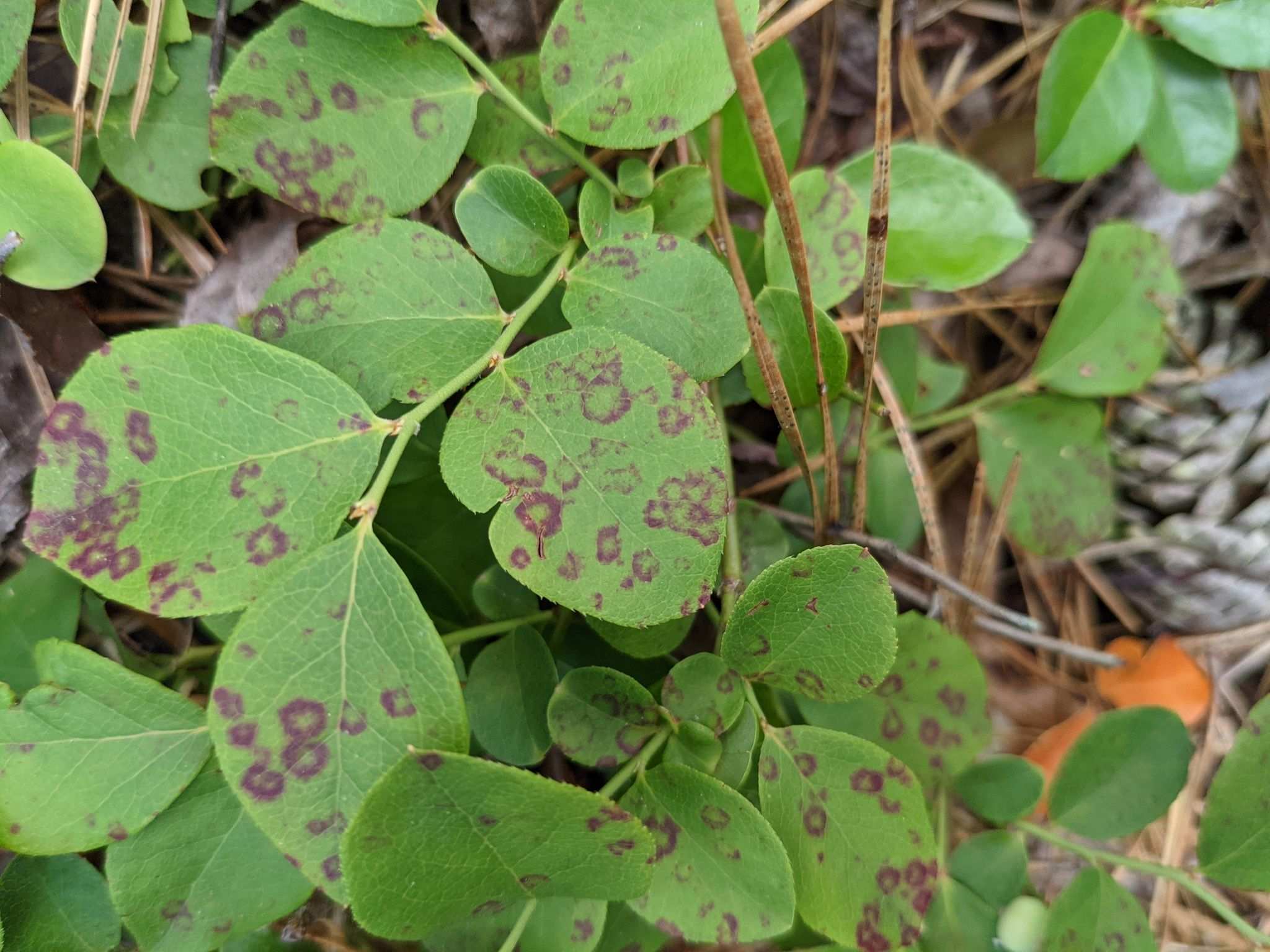 Blueberry red ringspot virus
