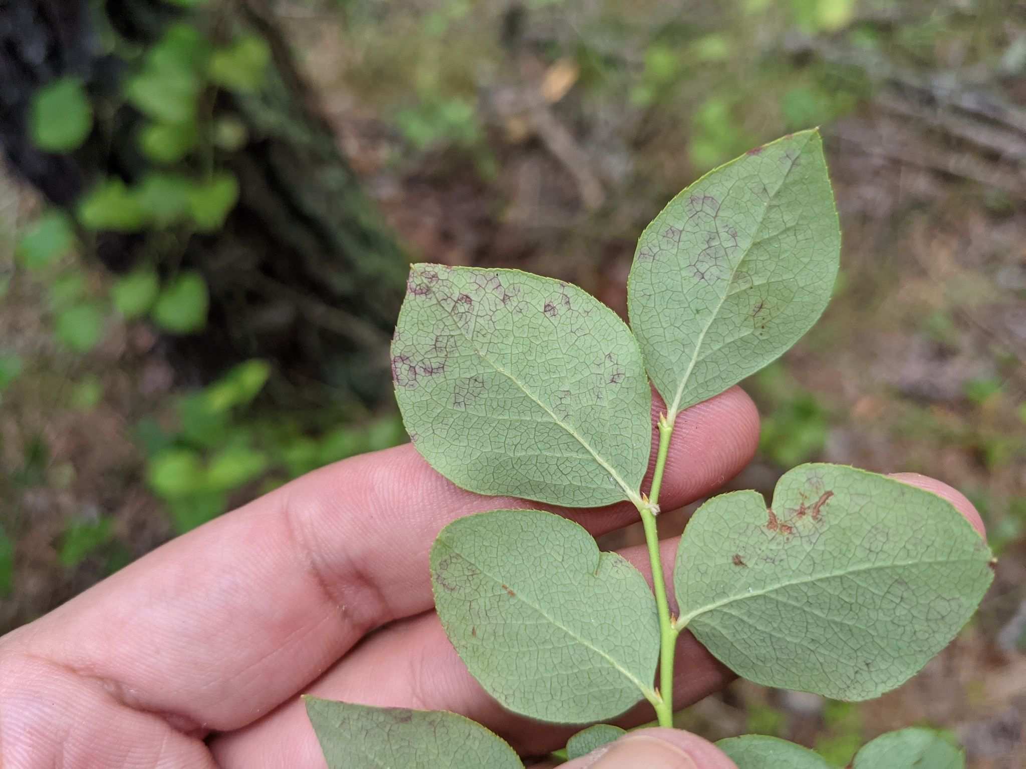 Blueberry red ringspot virus