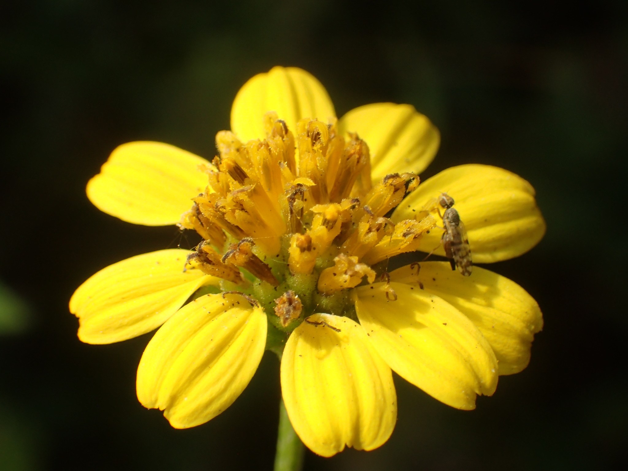 Wollastonia biflora