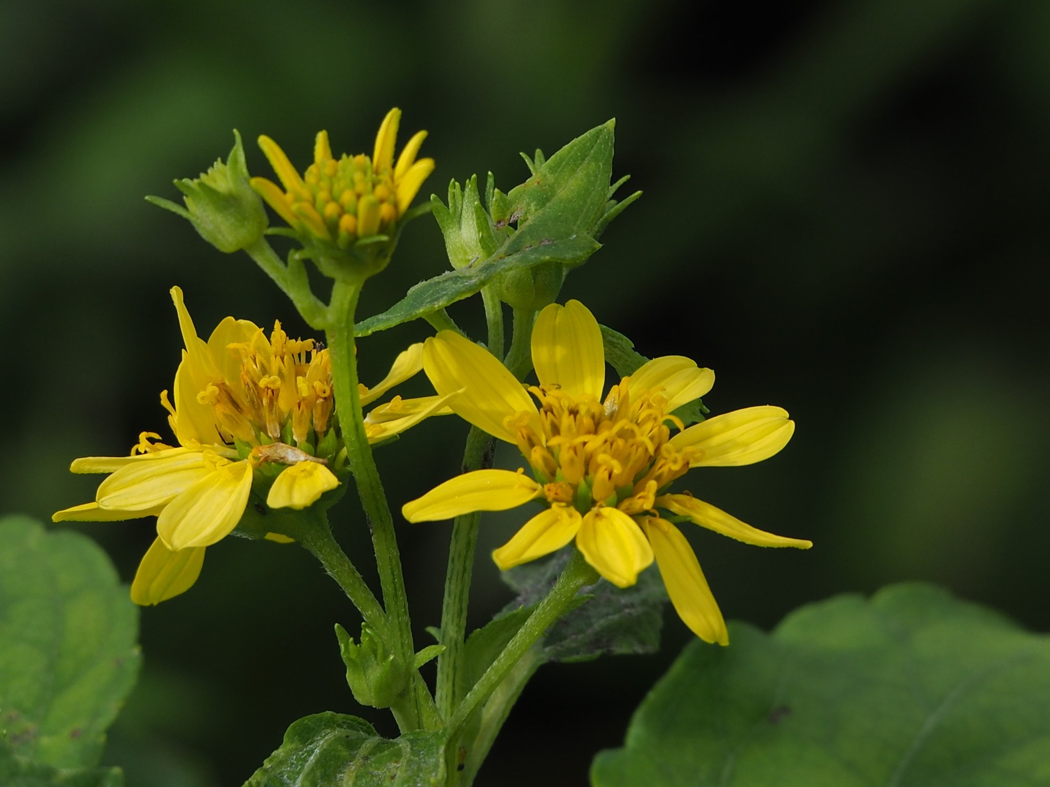 Wollastonia biflora