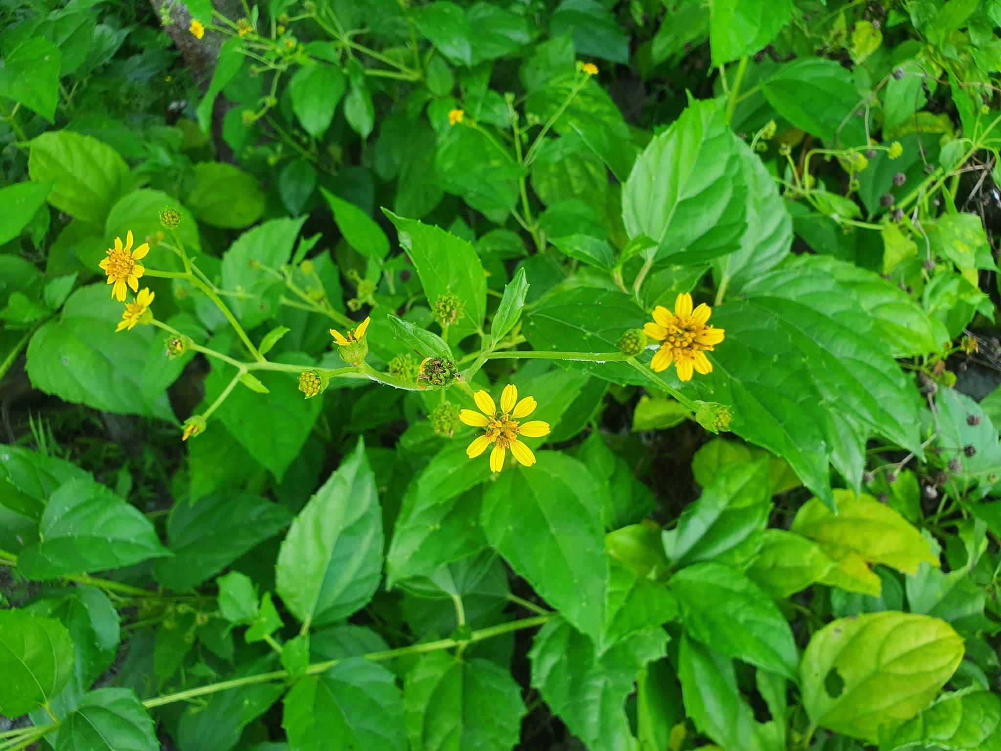 Wollastonia biflora
