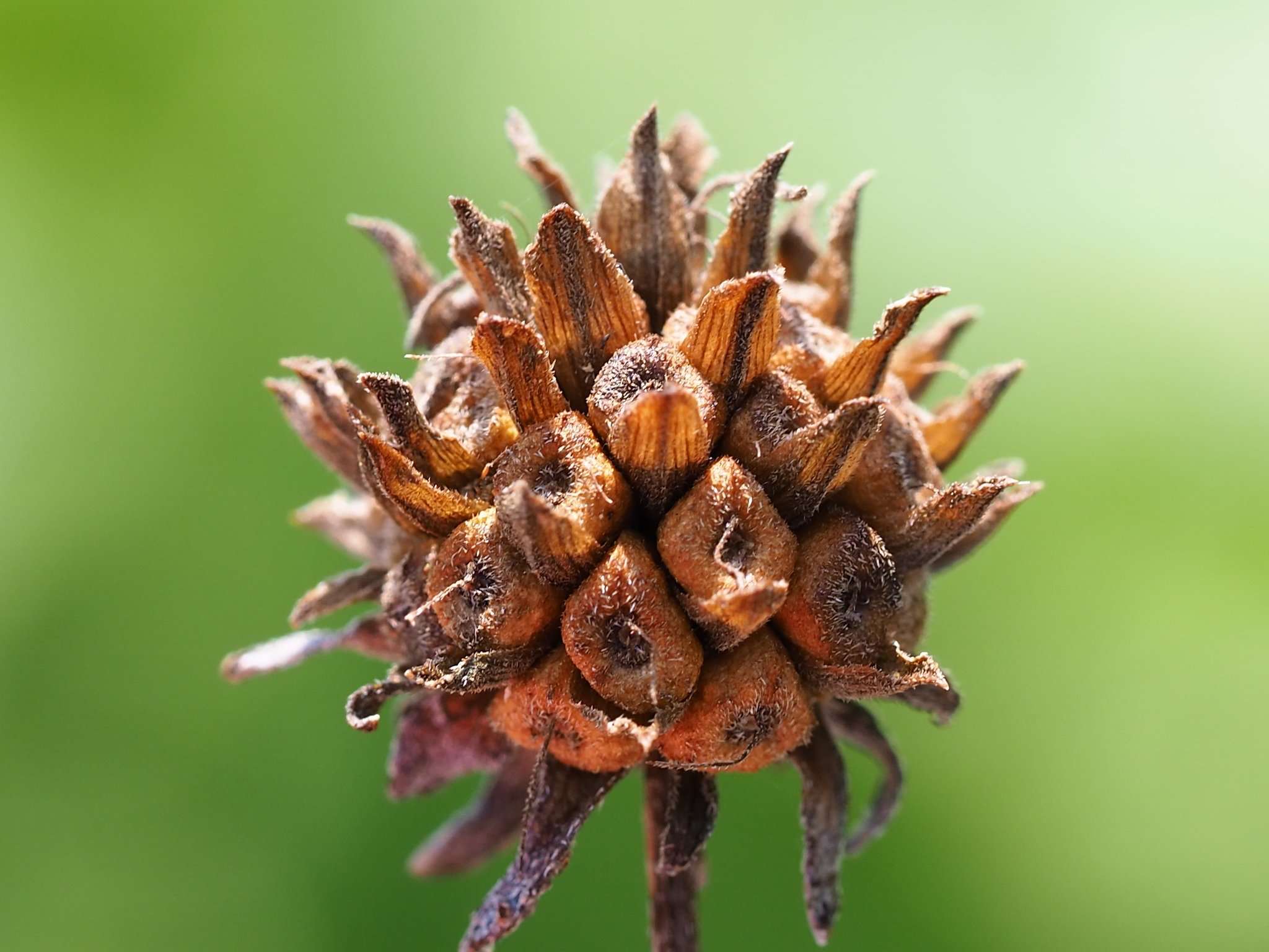 Wollastonia biflora