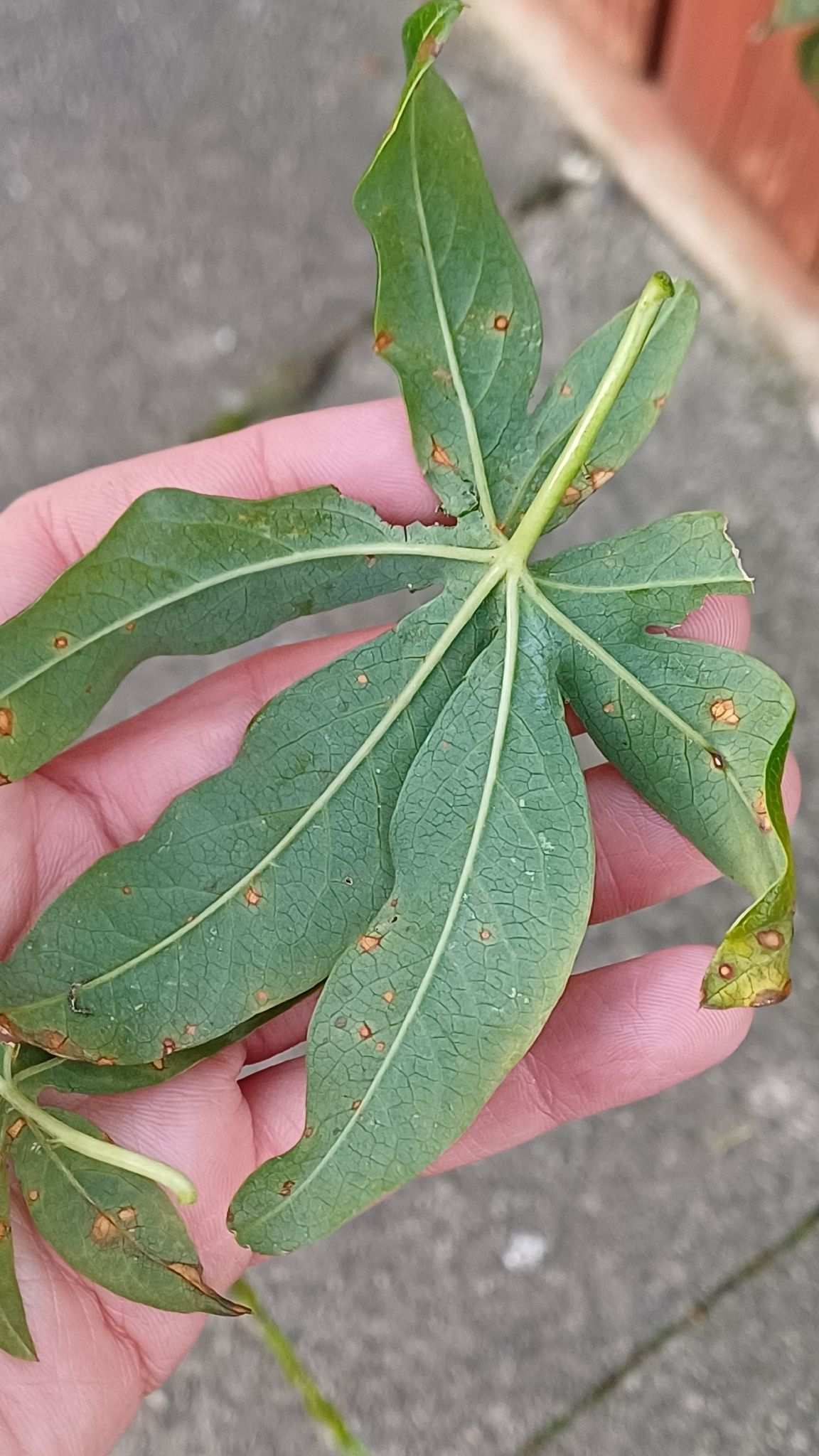 Alternaria passiflorae