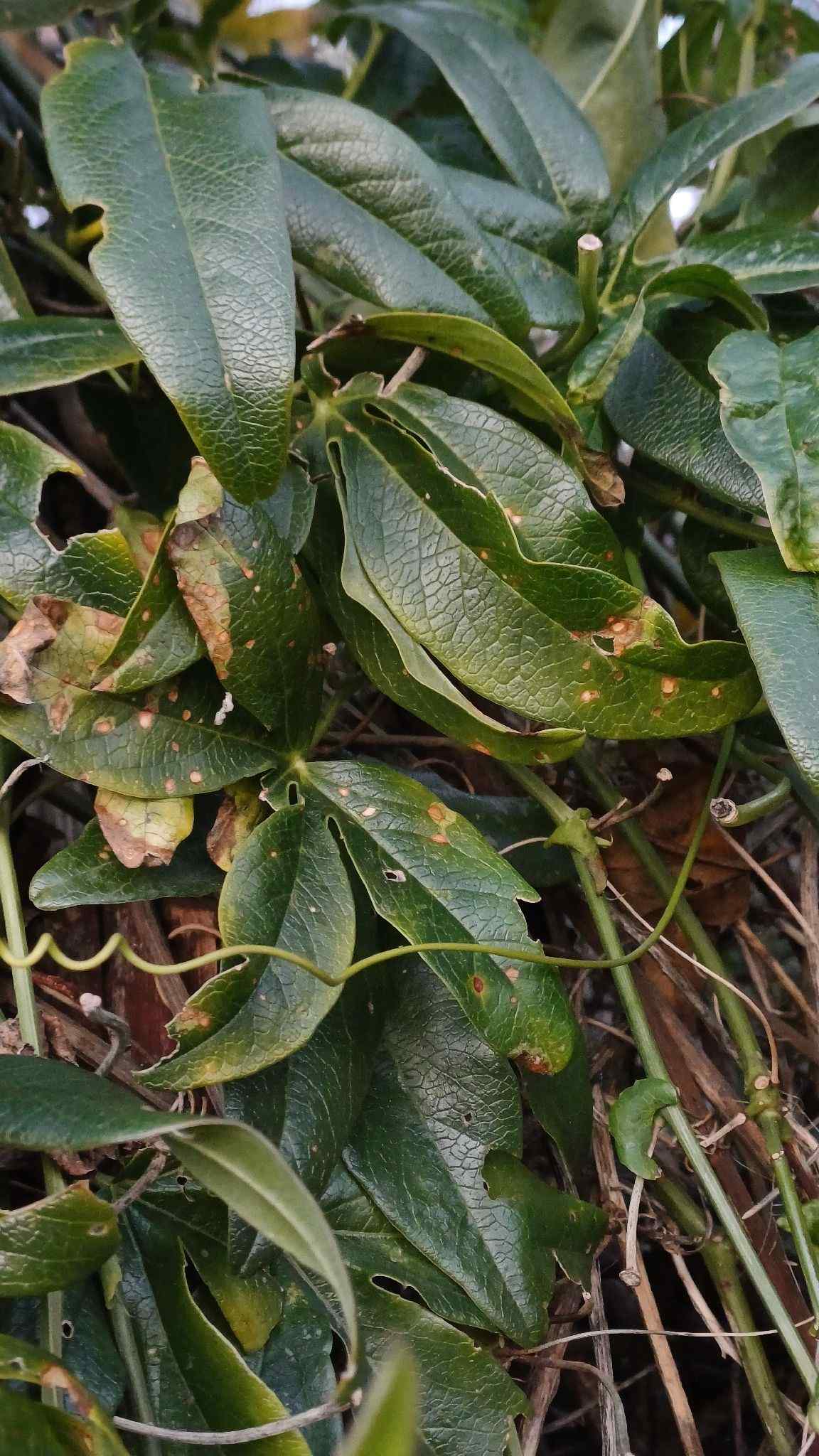 Alternaria passiflorae