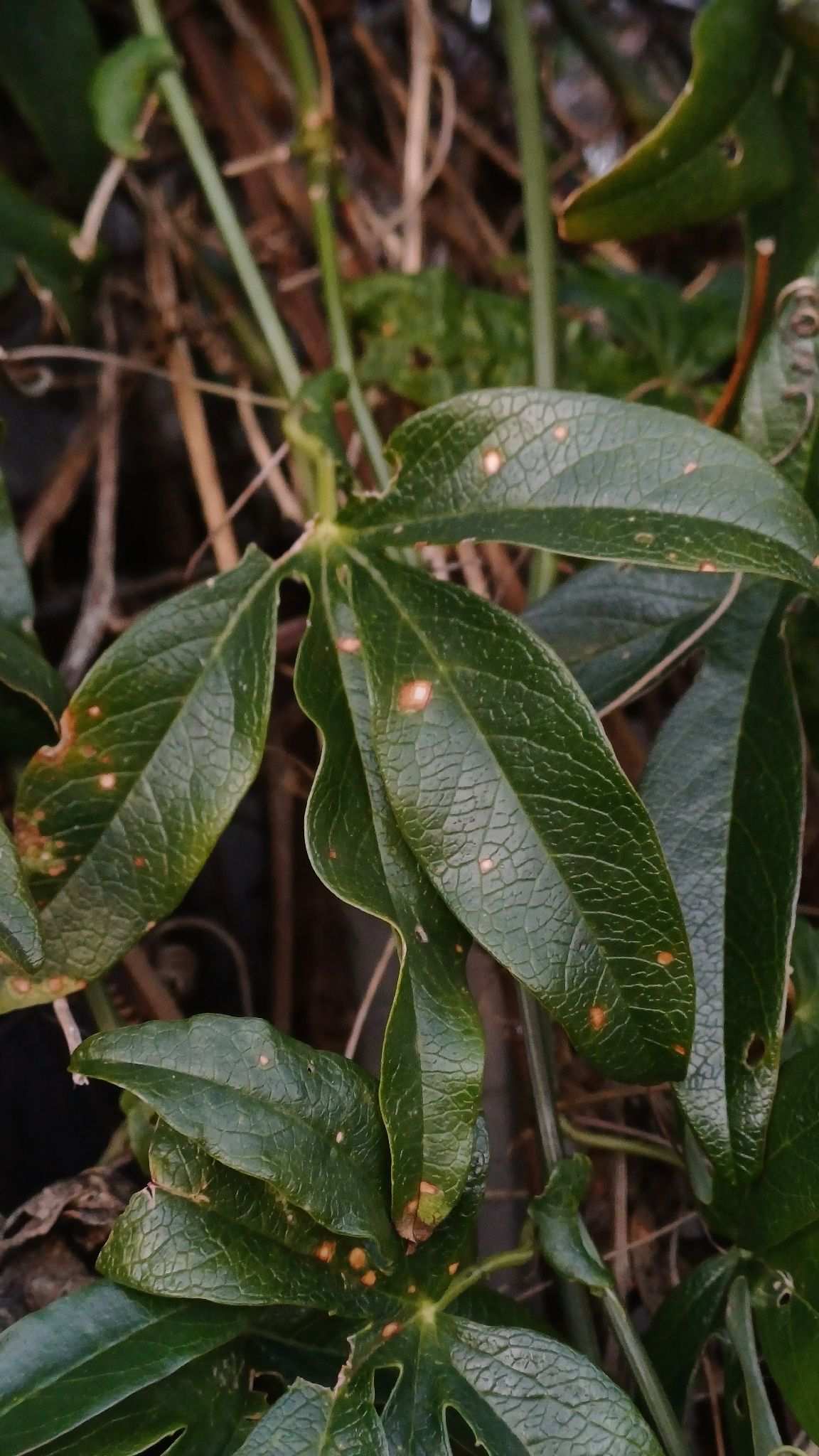 Alternaria passiflorae