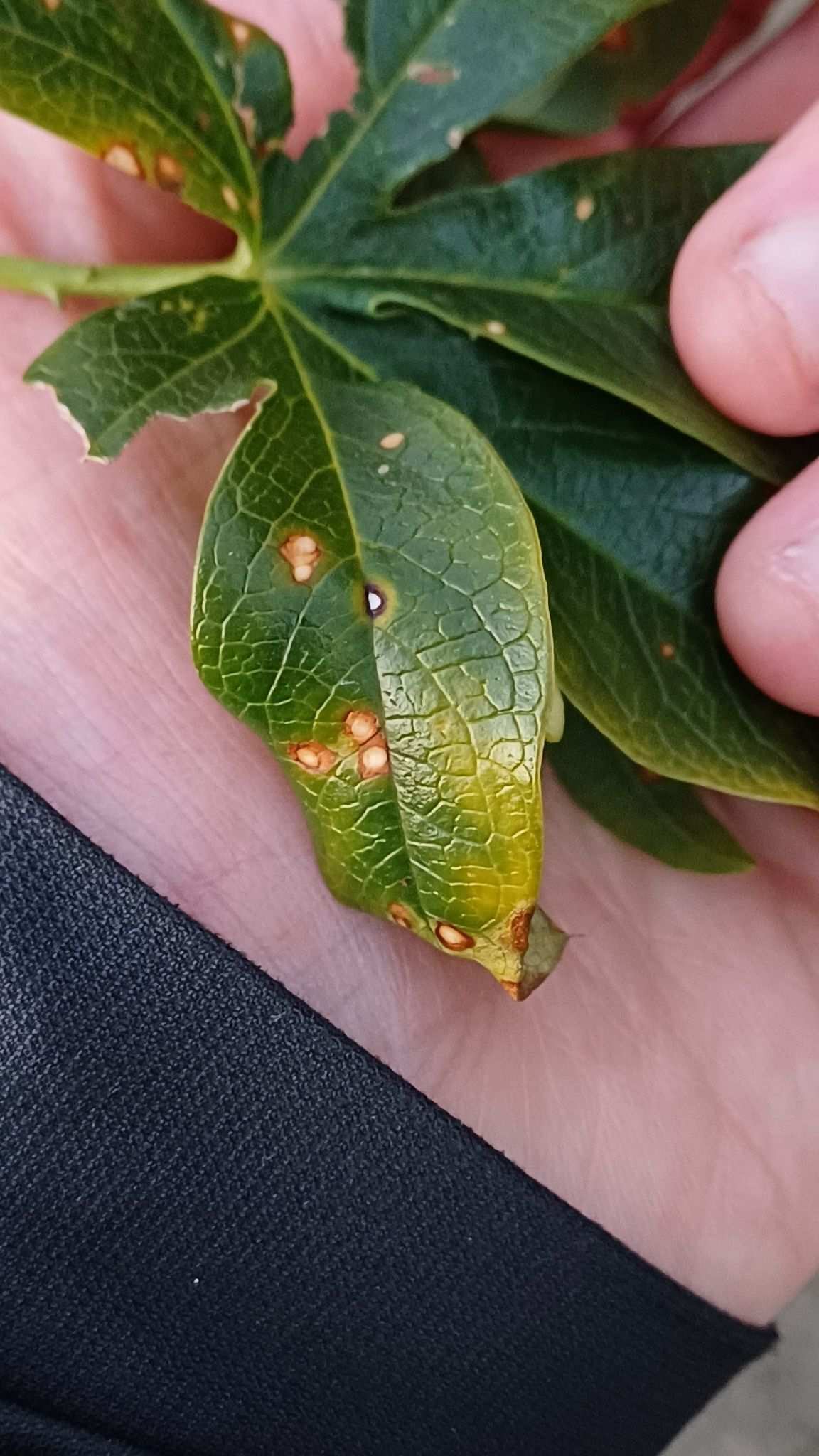 Alternaria passiflorae