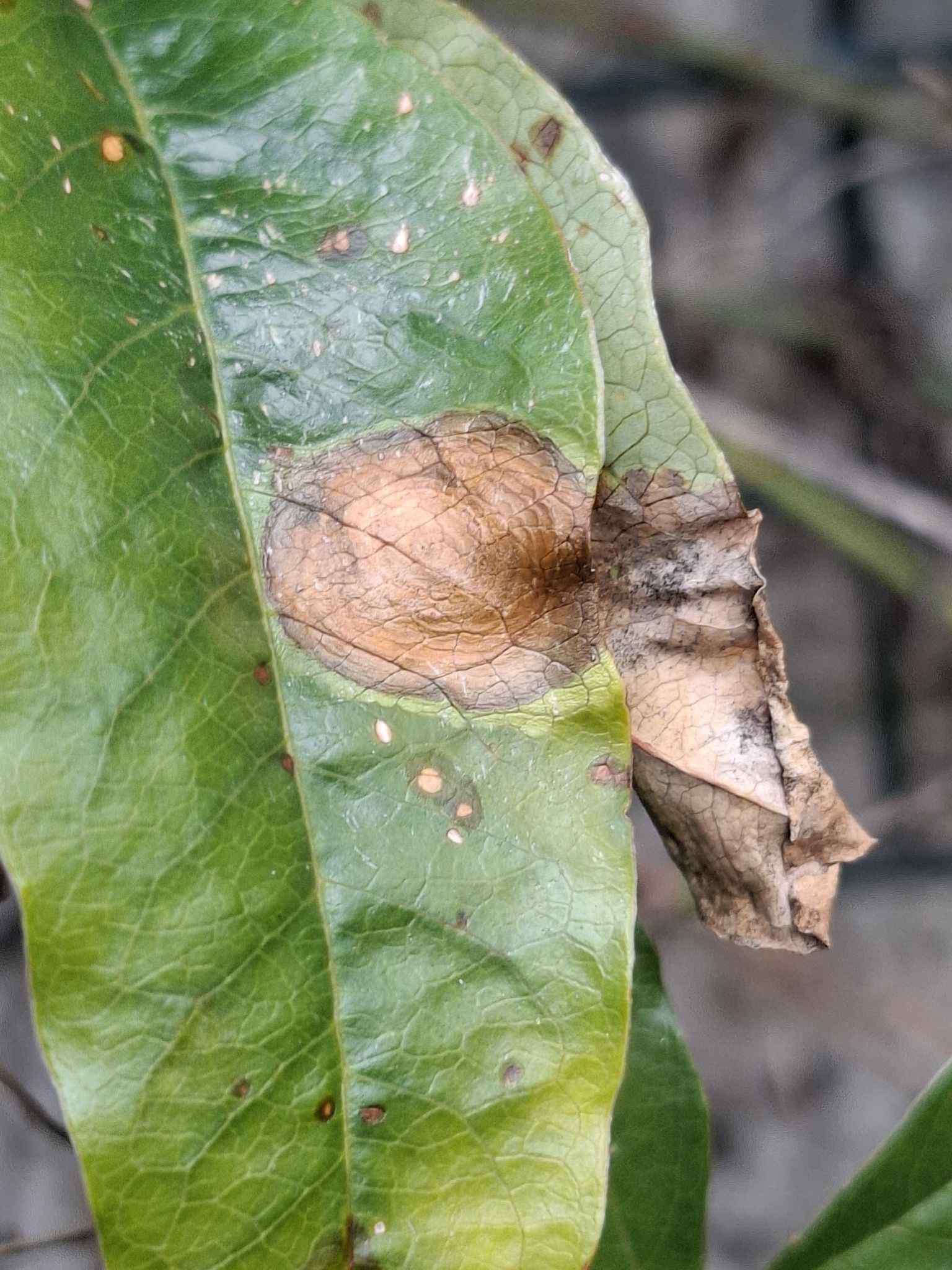 Alternaria passiflorae