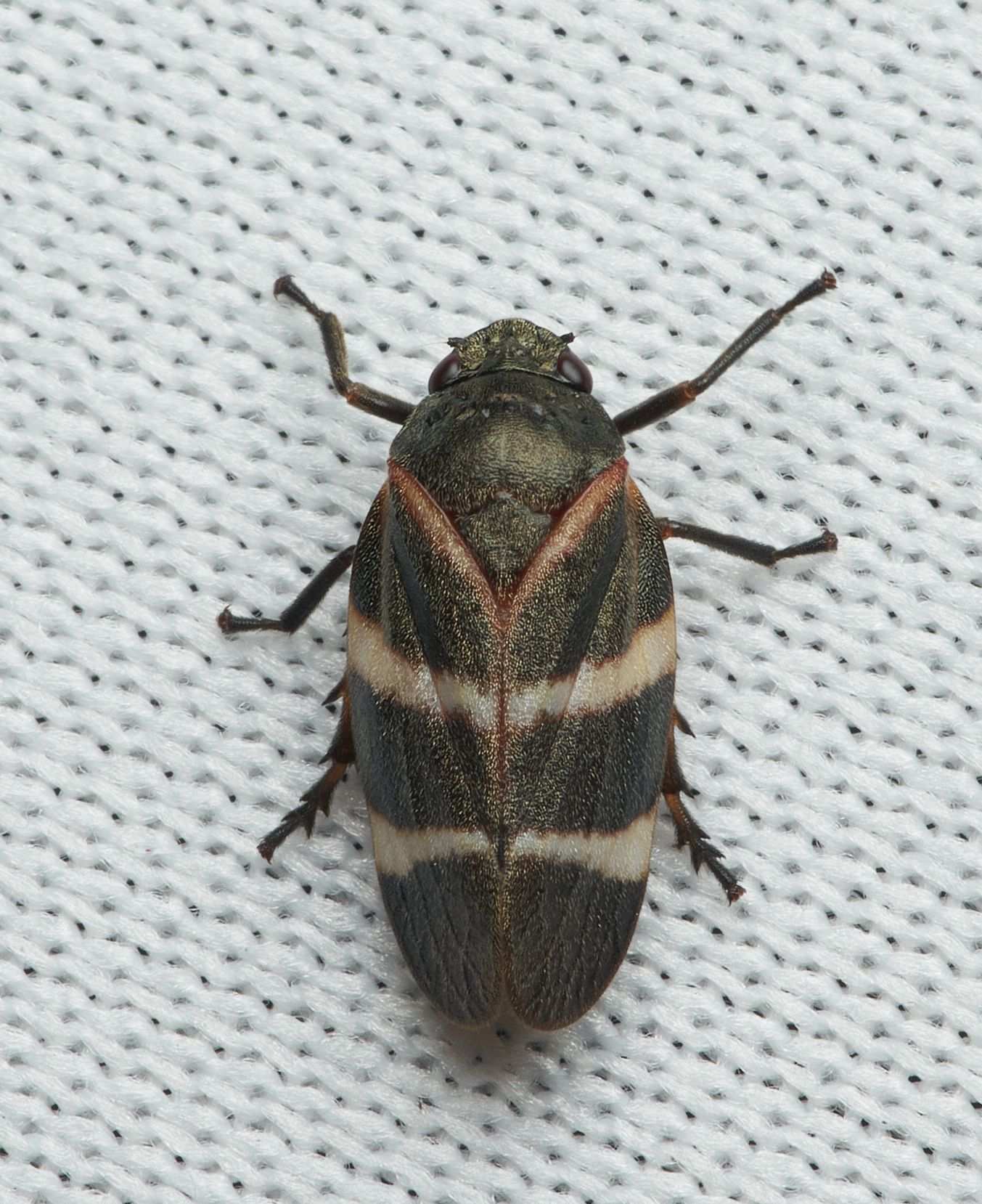 Aeneolamia albofasciata
