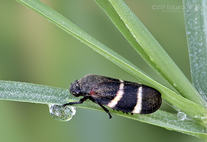 Aeneolamia albofasciata