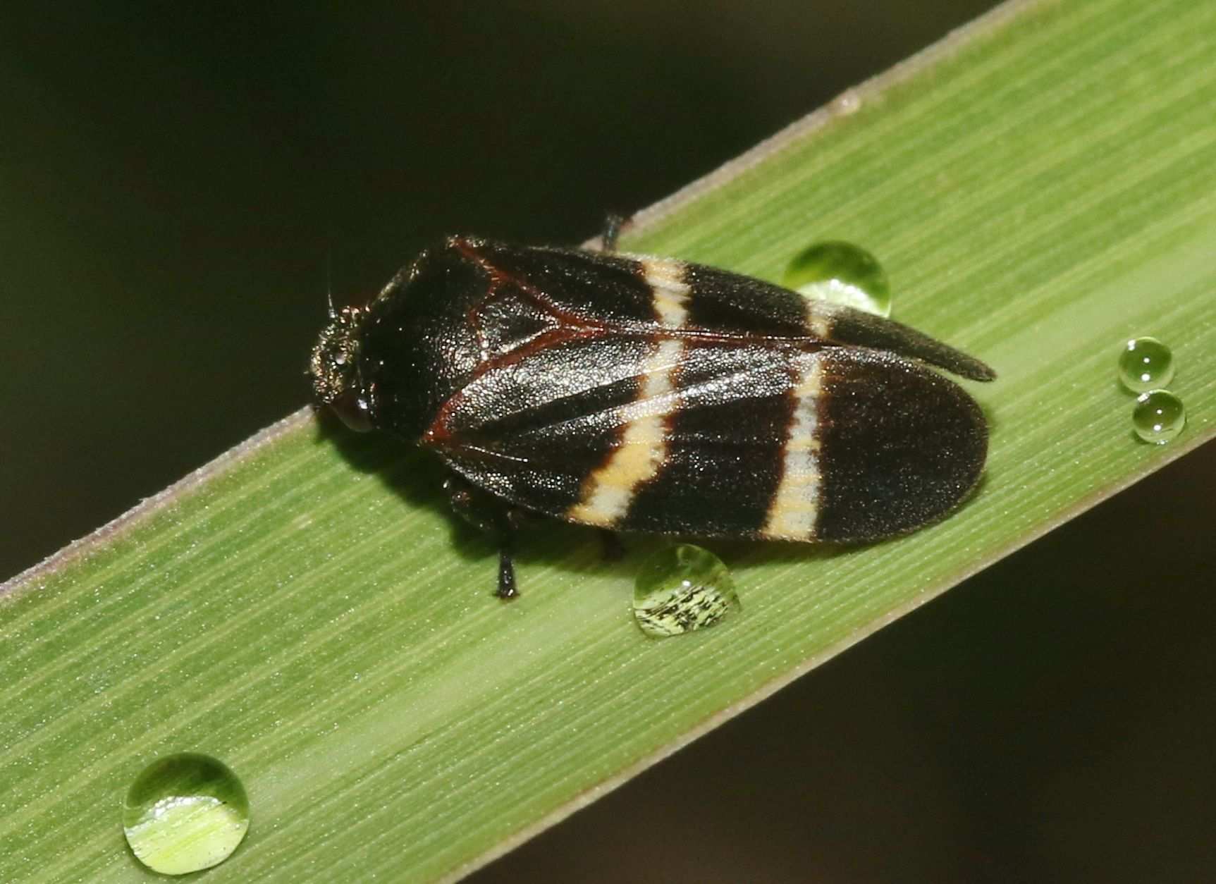 Aeneolamia albofasciata