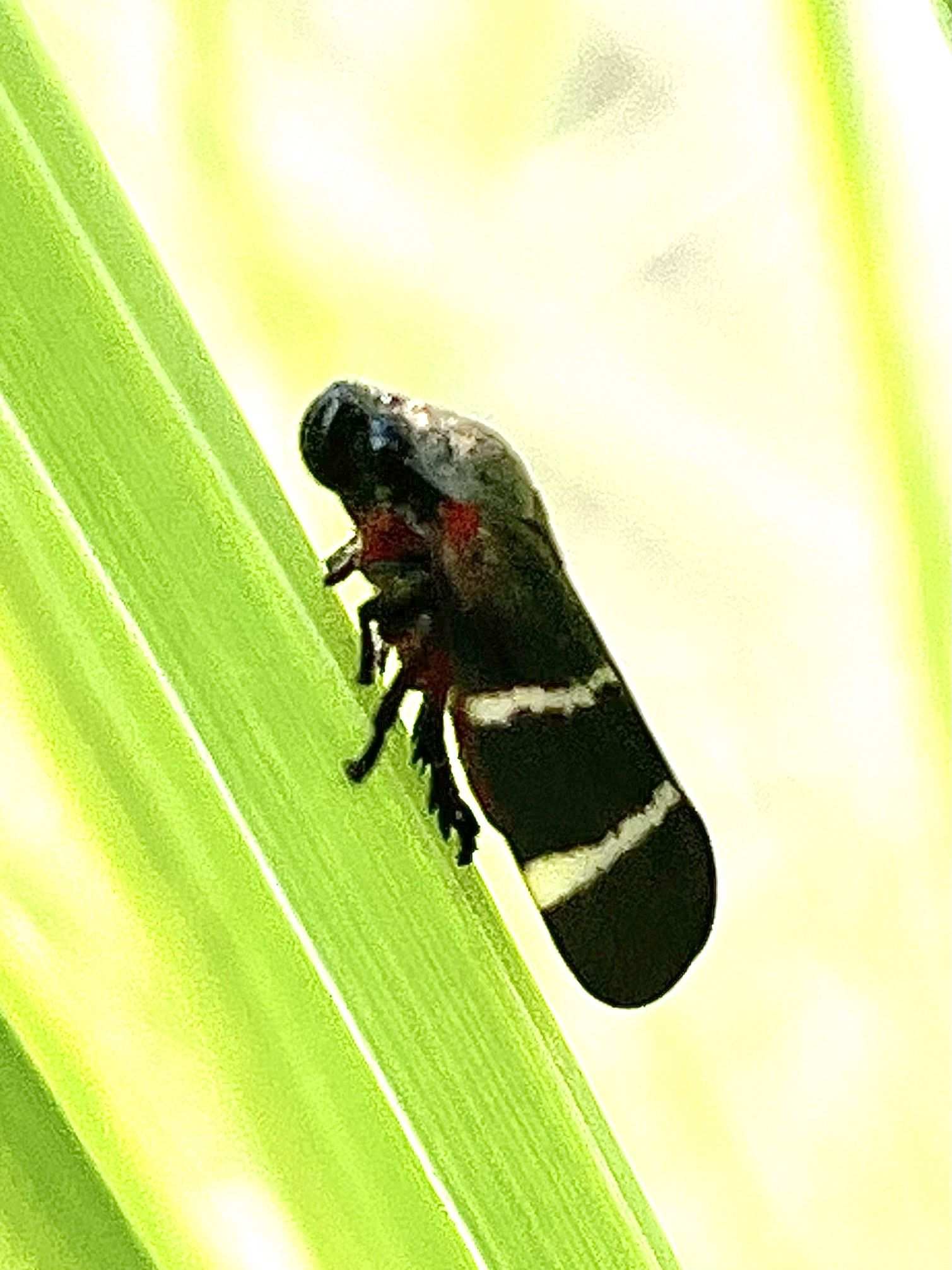 Aeneolamia albofasciata
