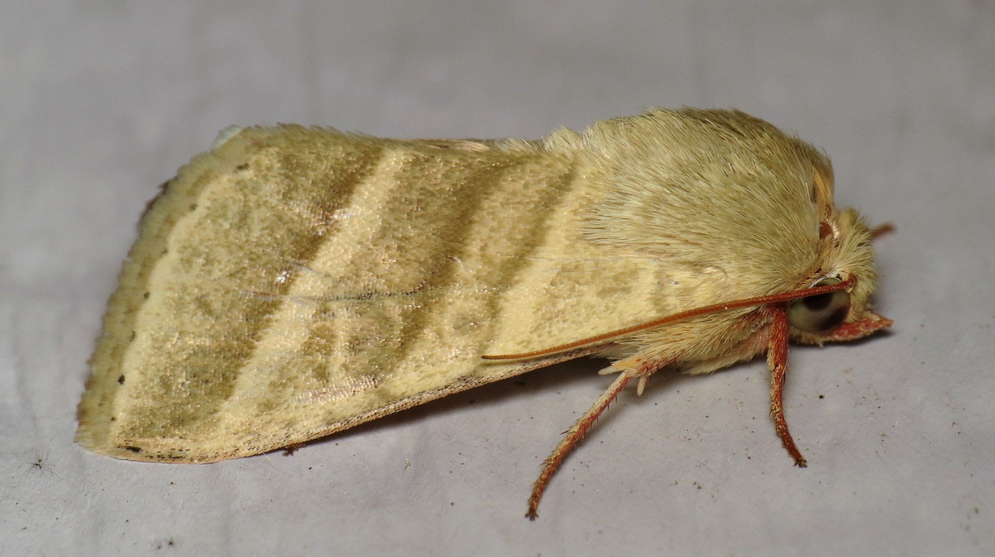 Heliothis virescens