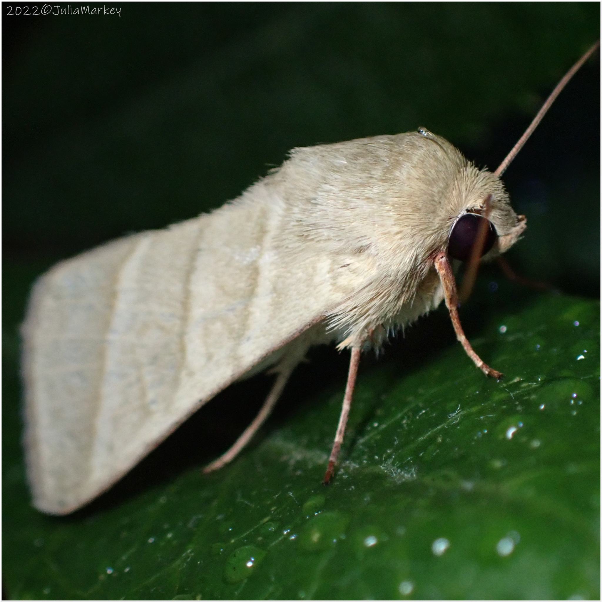 Heliothis virescens