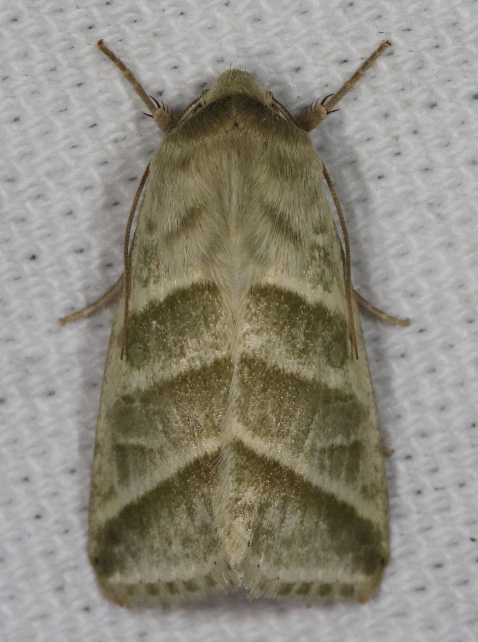 Heliothis virescens