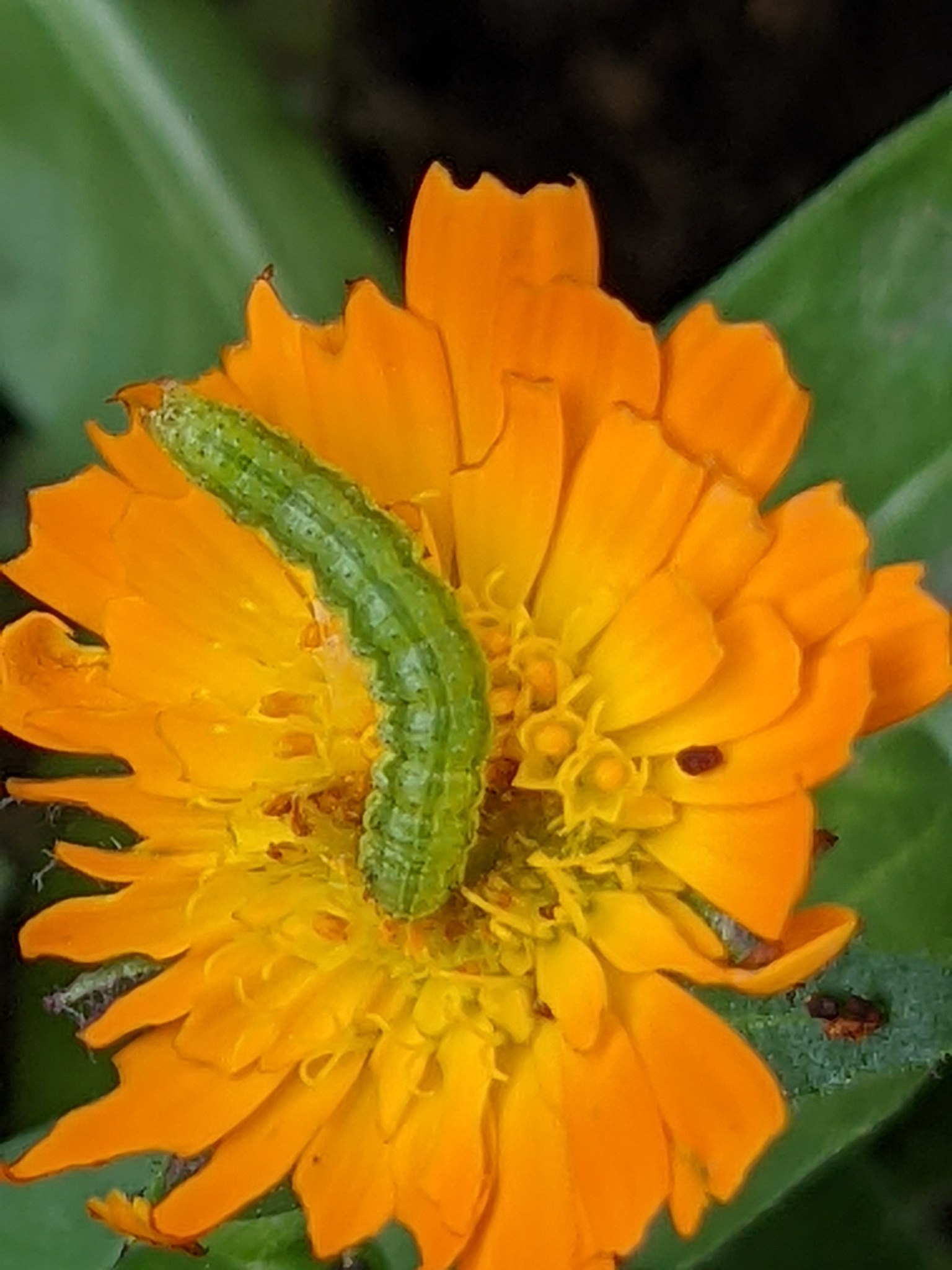 Heliothis virescens