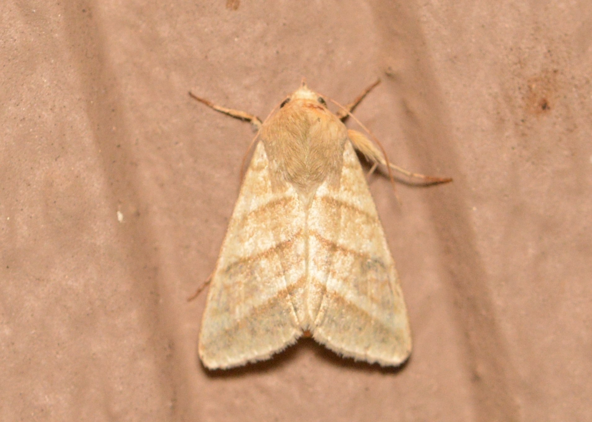 Heliothis virescens
