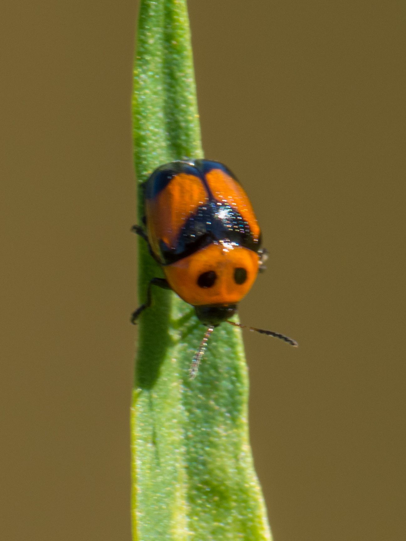 Lexiphanes