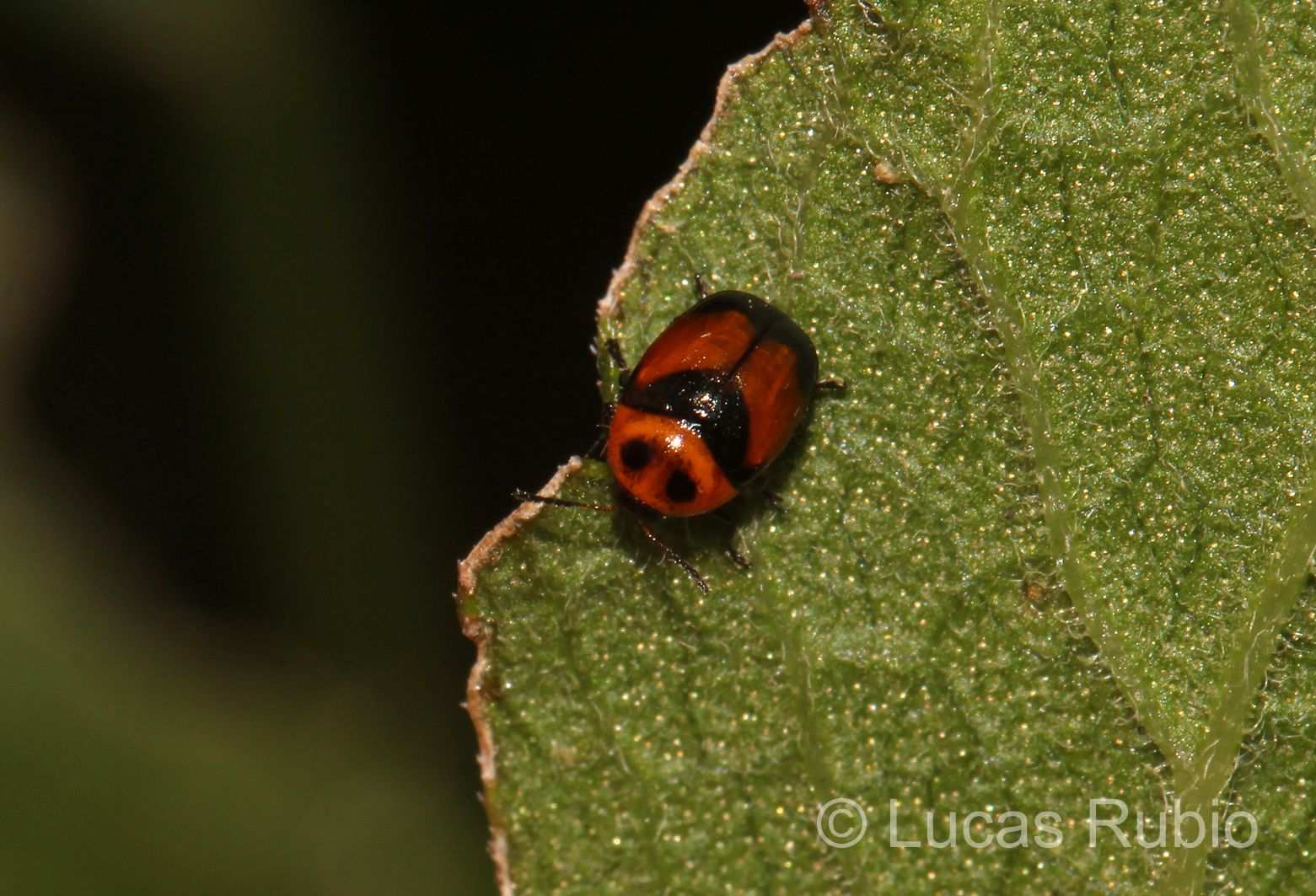 Lexiphanes