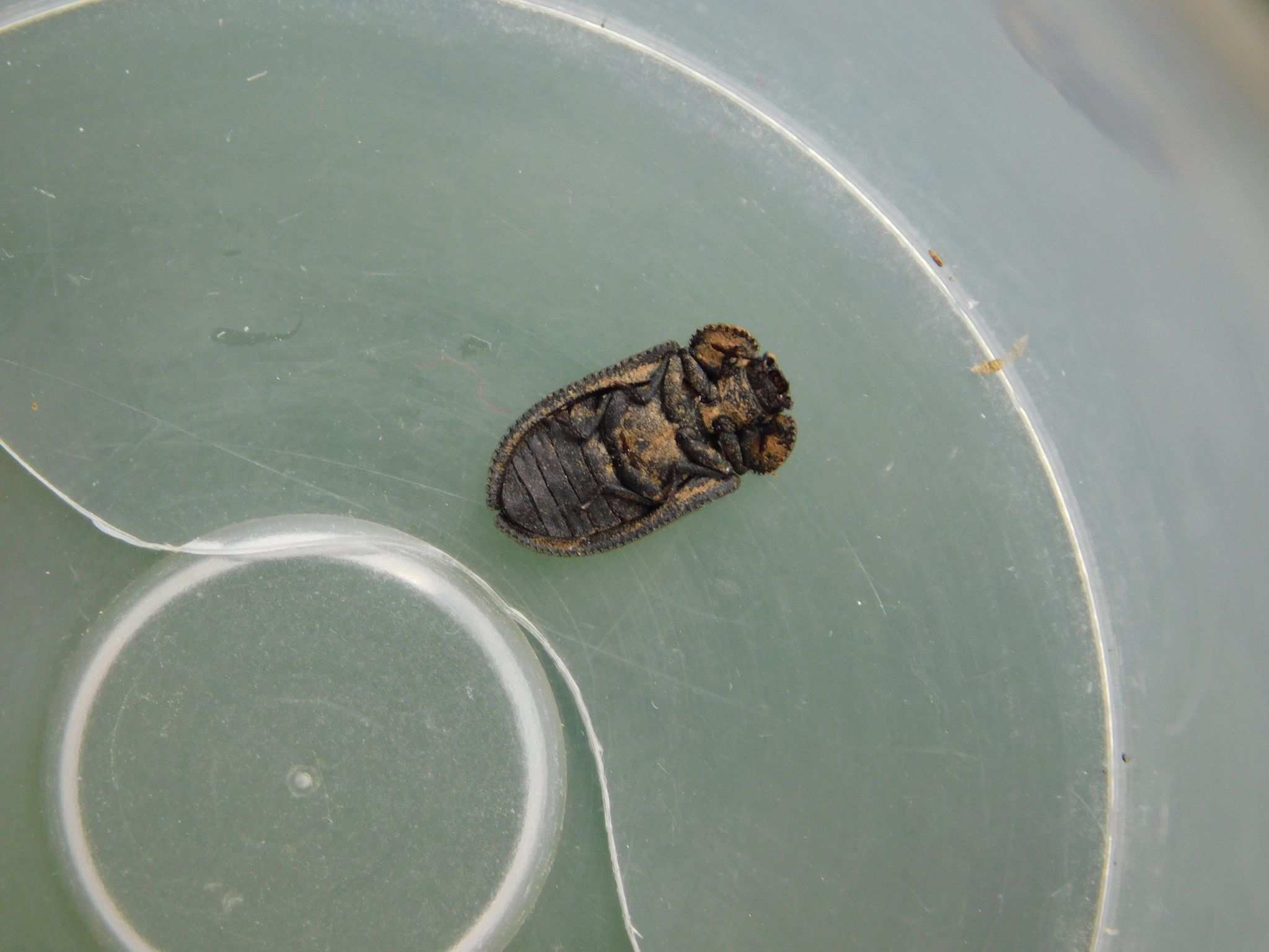 Calitys scabra