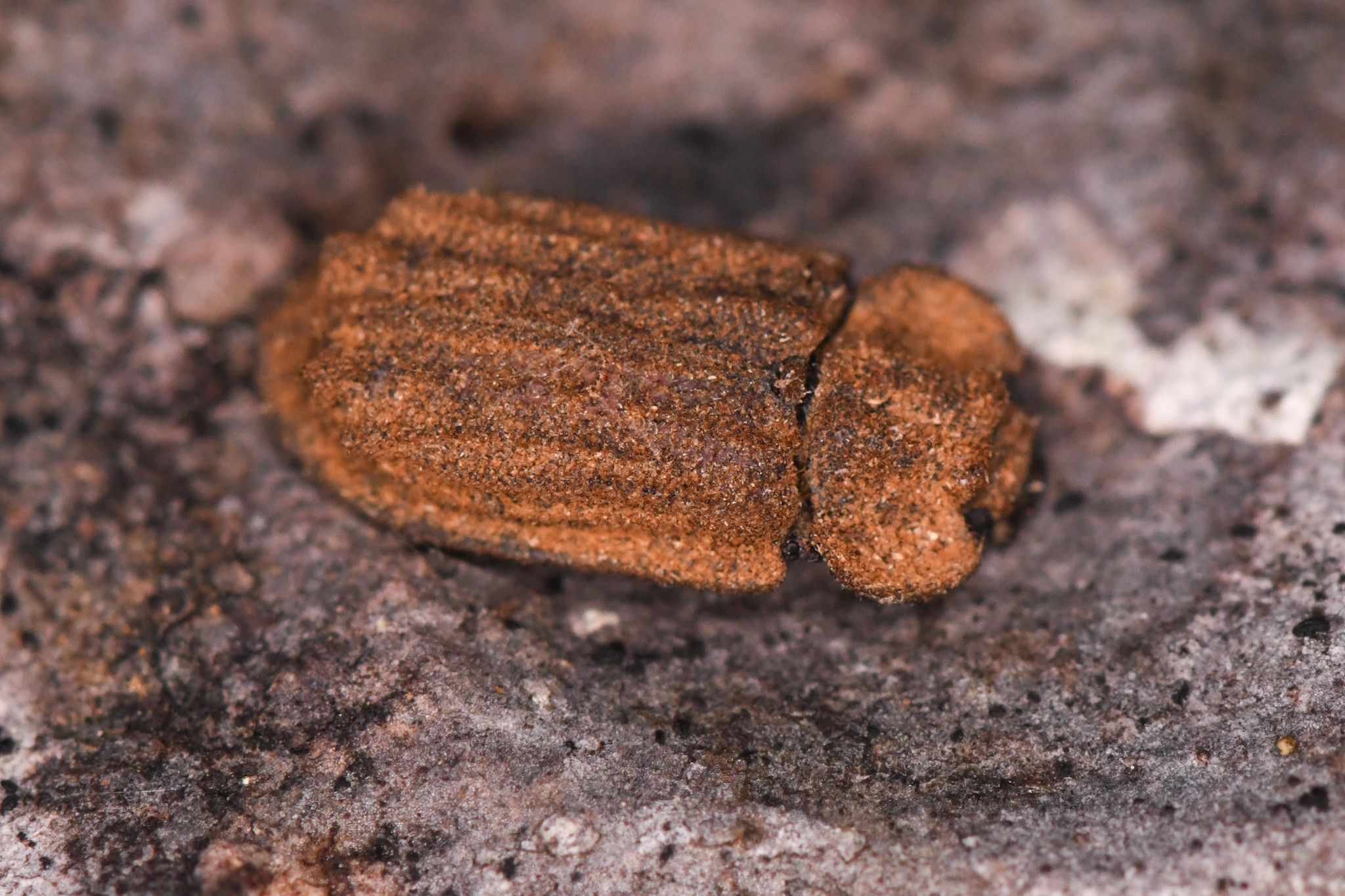 Calitys scabra