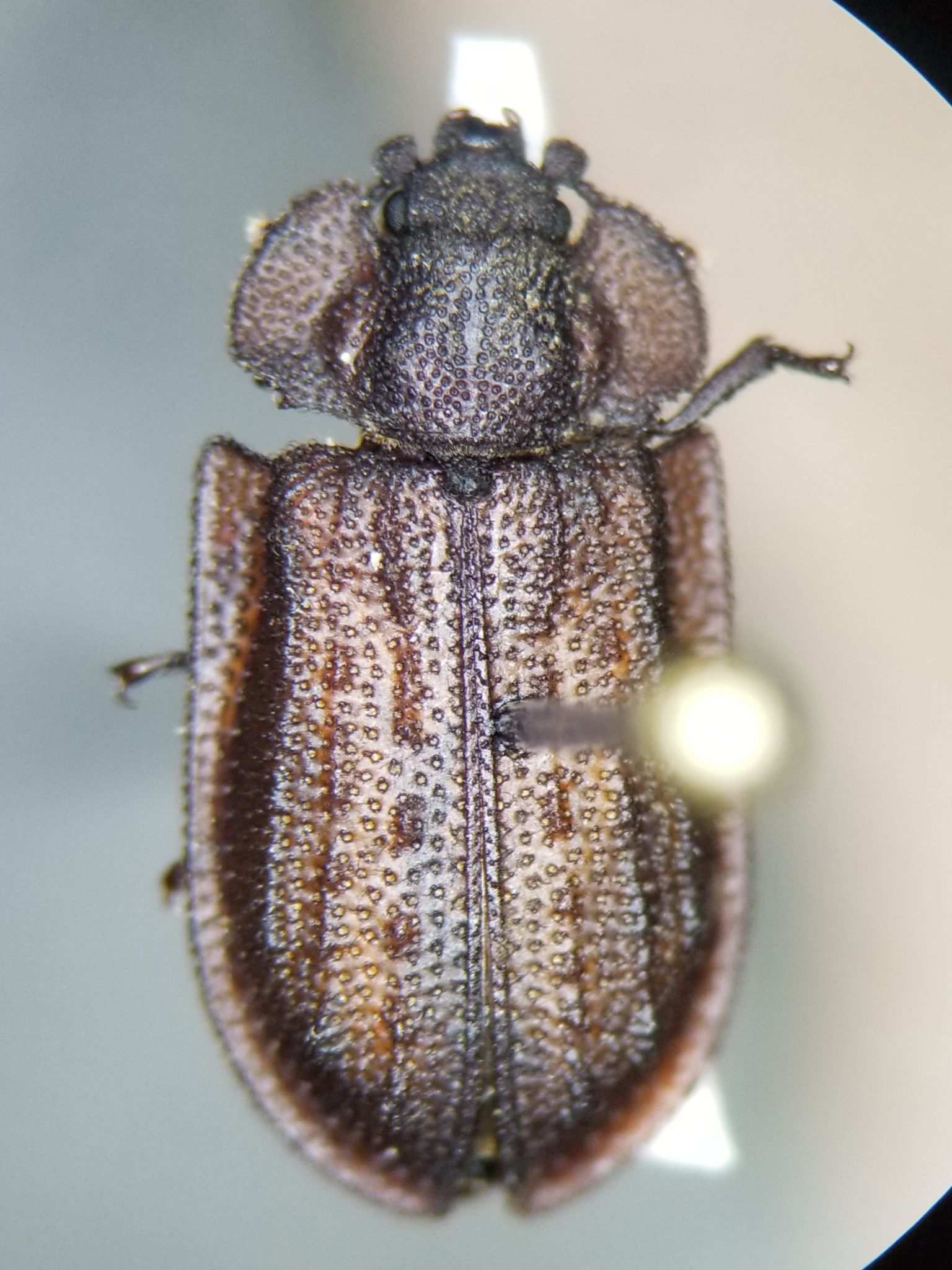 Calitys scabra